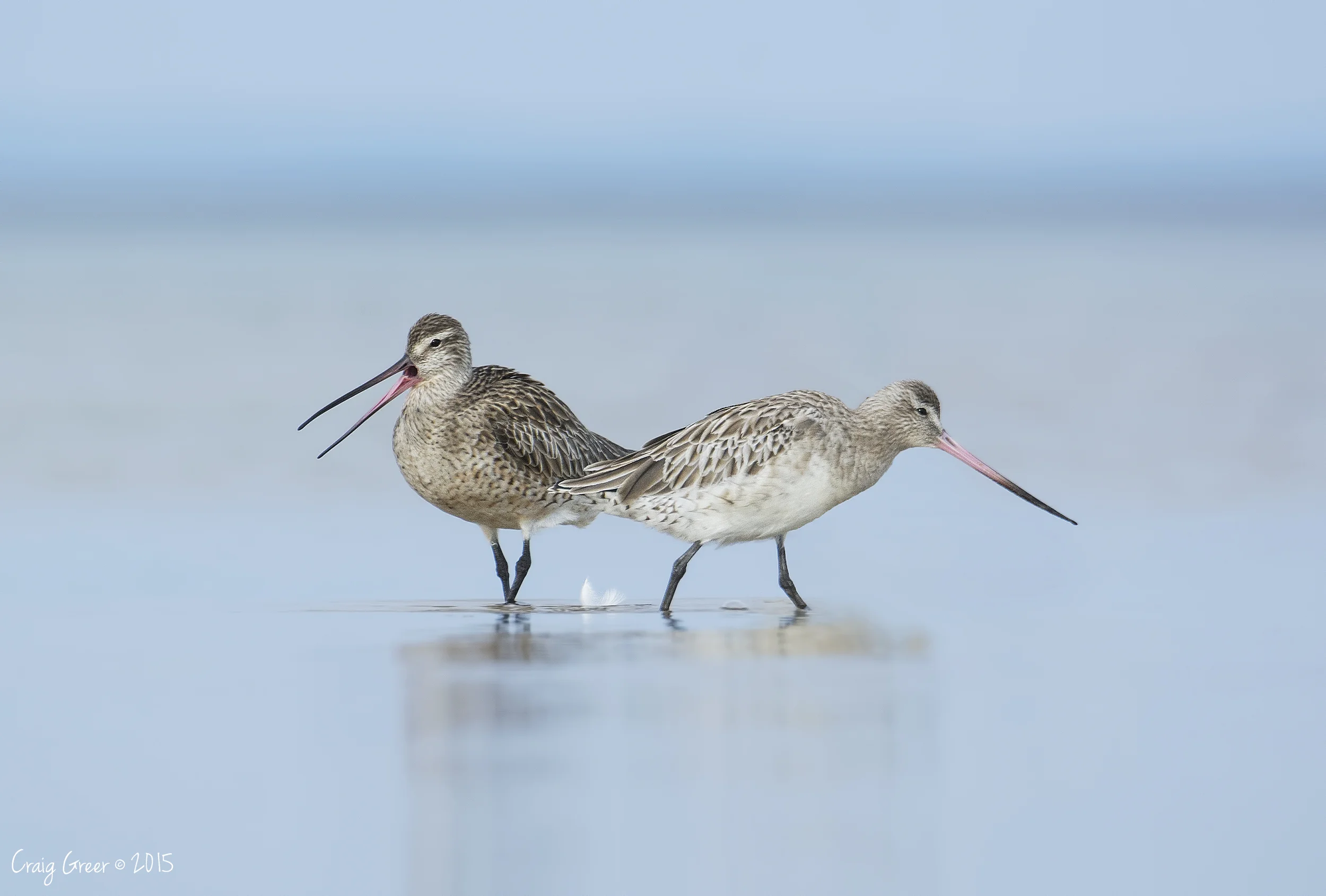 Bar-tailed Godwits | Port Clinton