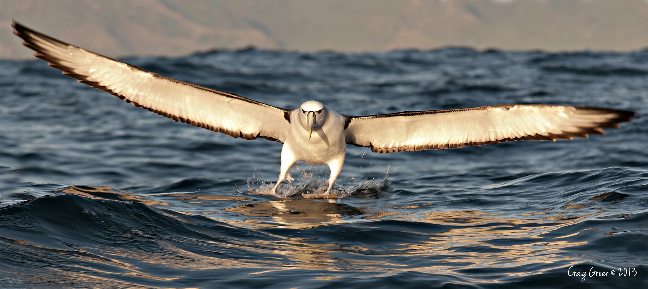 White-capped Albatross | Kaikoura, NZ