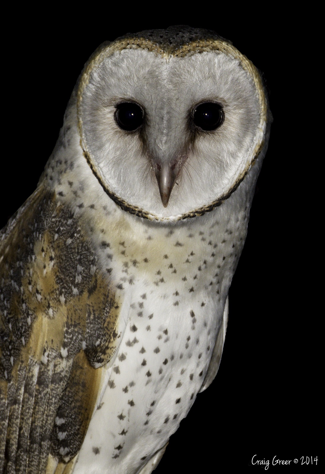 Eastern Barn Owl