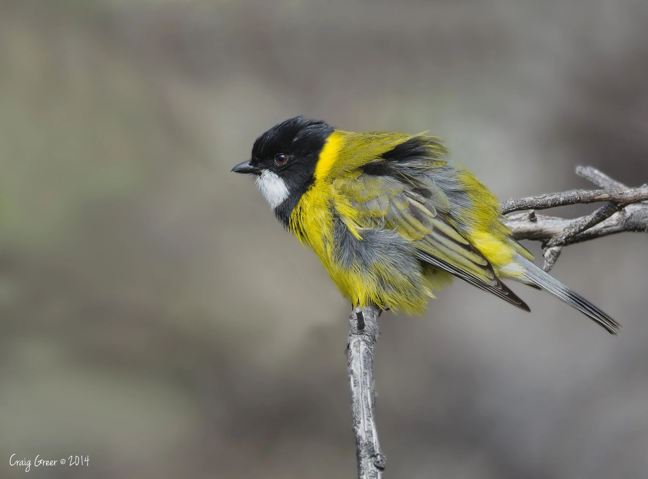 Golden Whistler | Aldinga Scrub