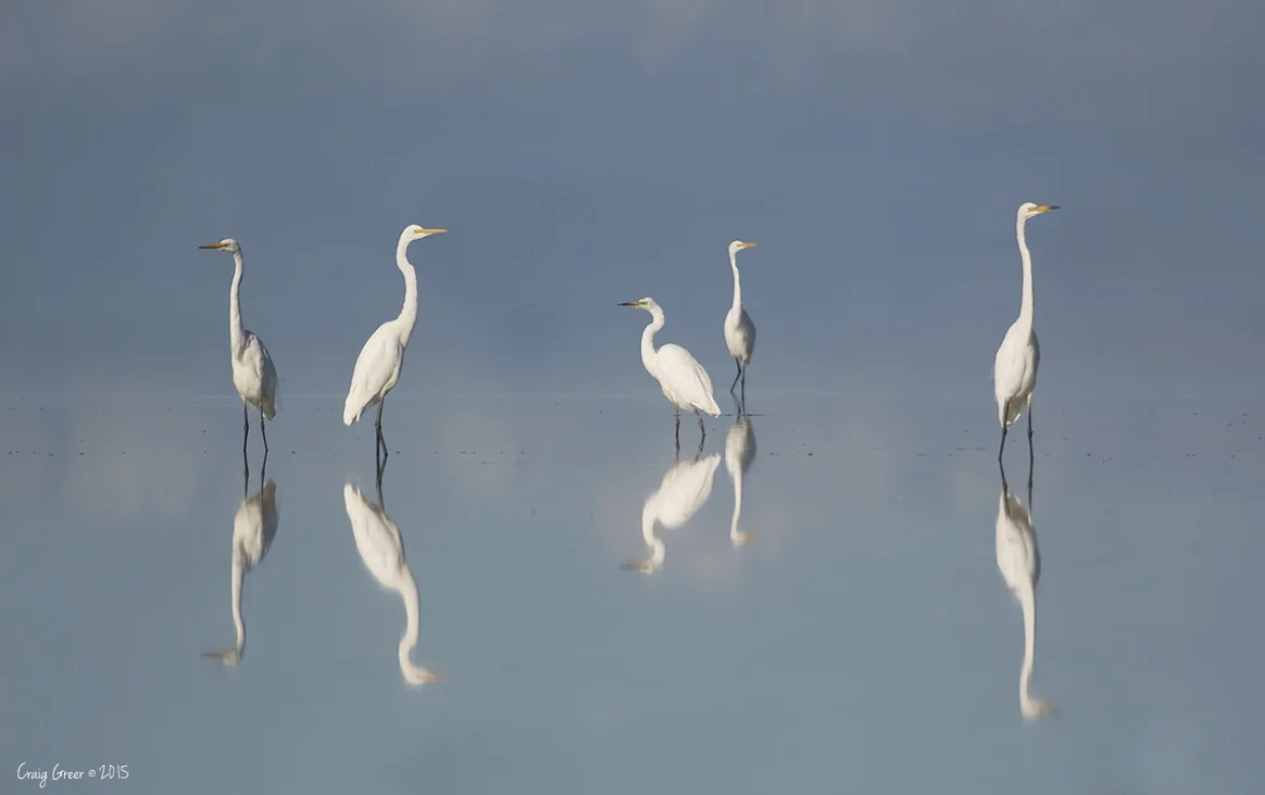 The Egrets of Bald Hill
