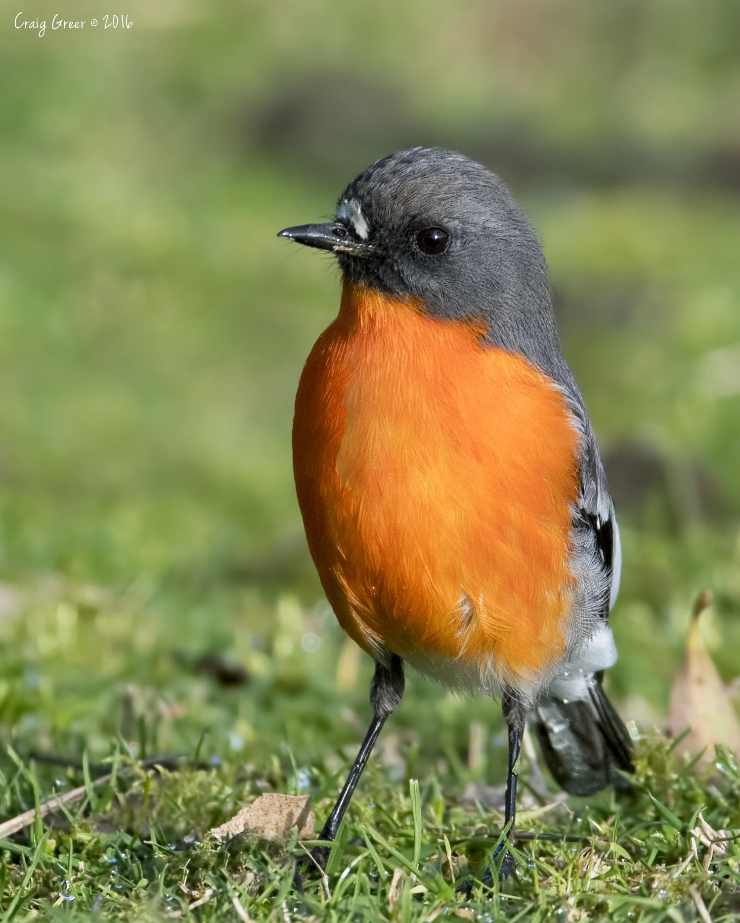 Flame-Robin-Inala-07-07-16.jpg