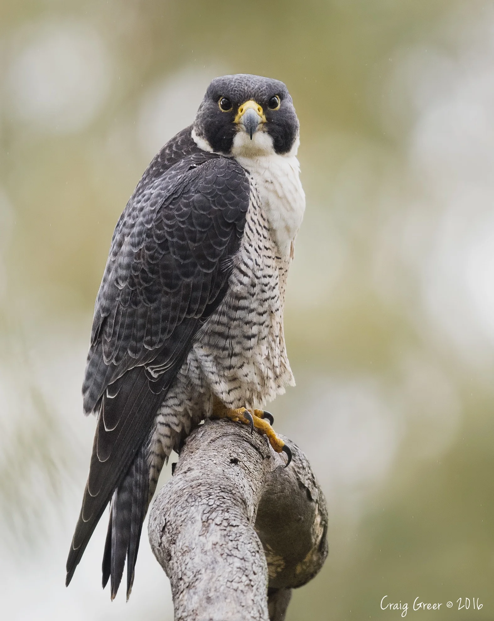 Peregrine Falcon | Barossa Valley