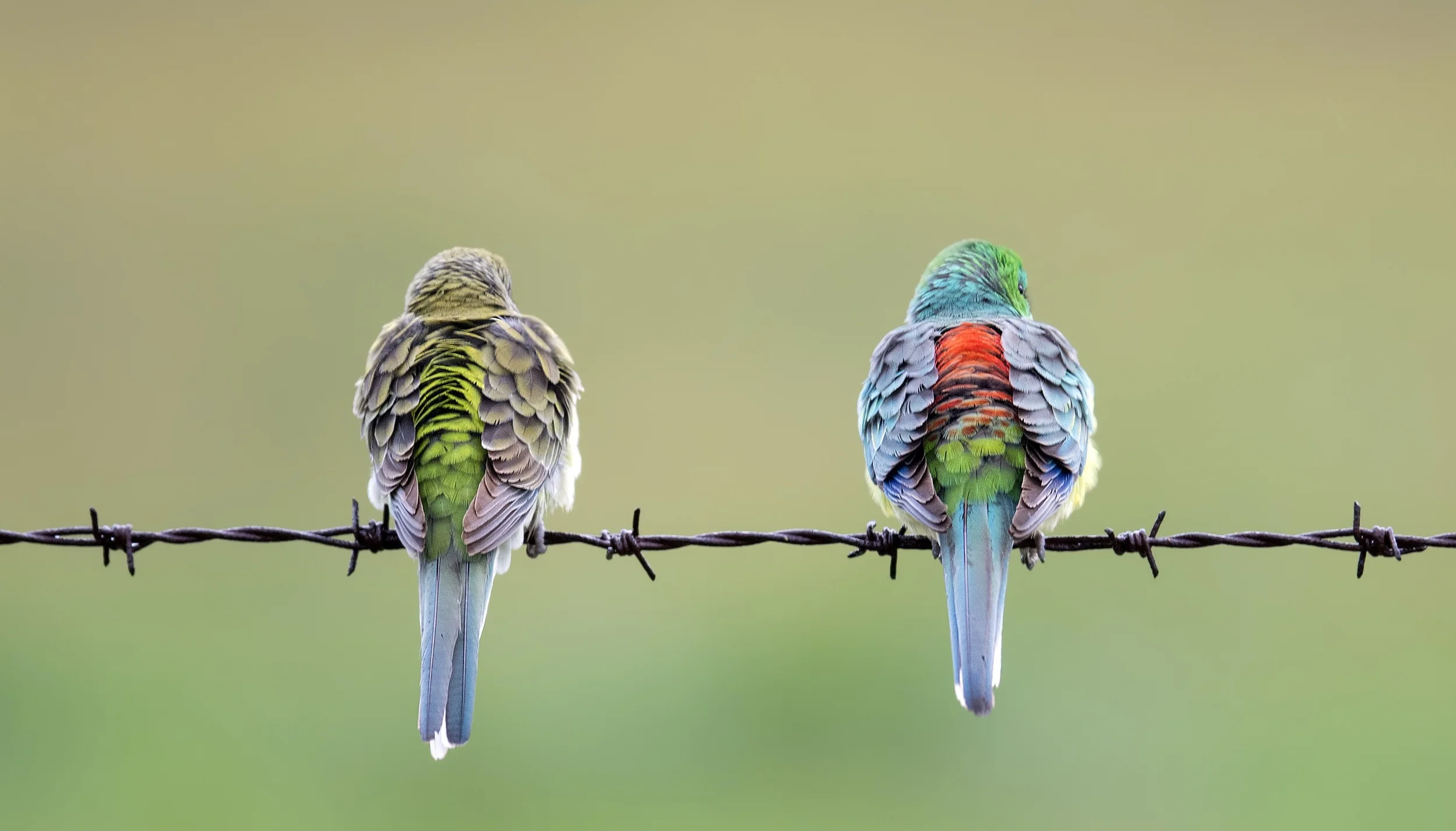 Red-rumped Parrots | Georgetown, SA