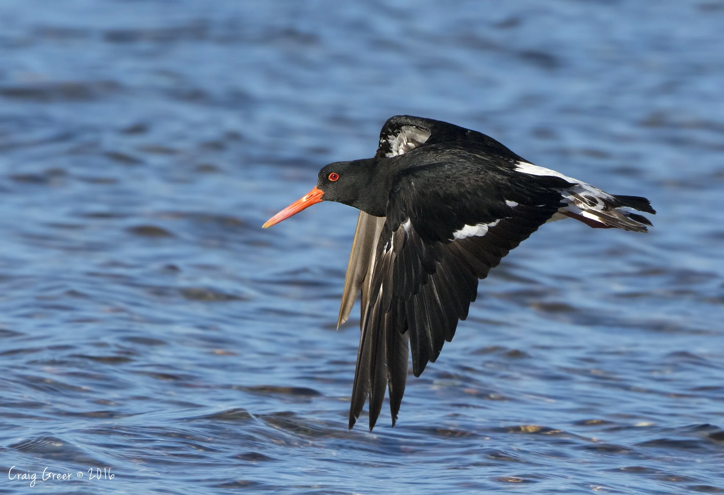 Pied Oystercatcher | Bald Hill Beach