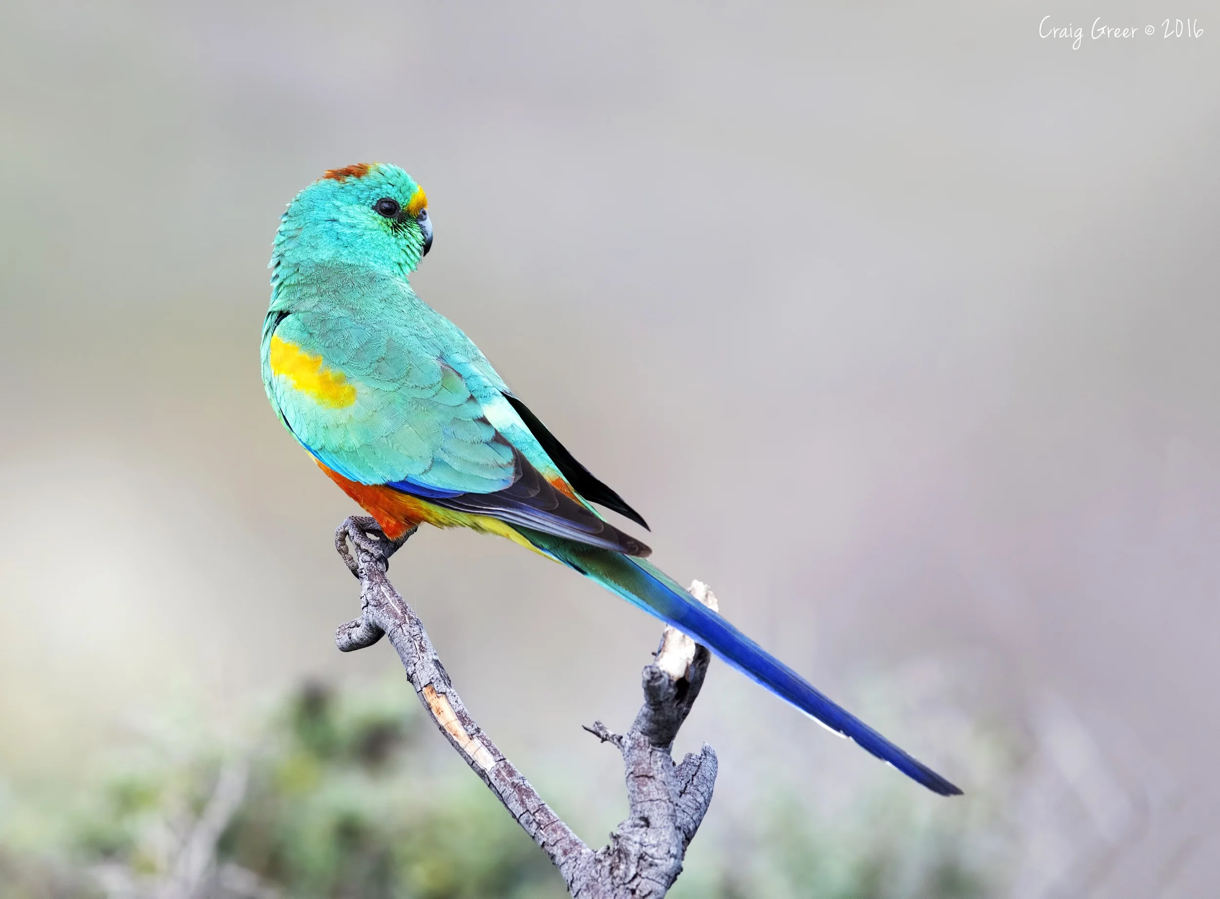 Mulga Parrot | Arid Lands Botanic Gardens
