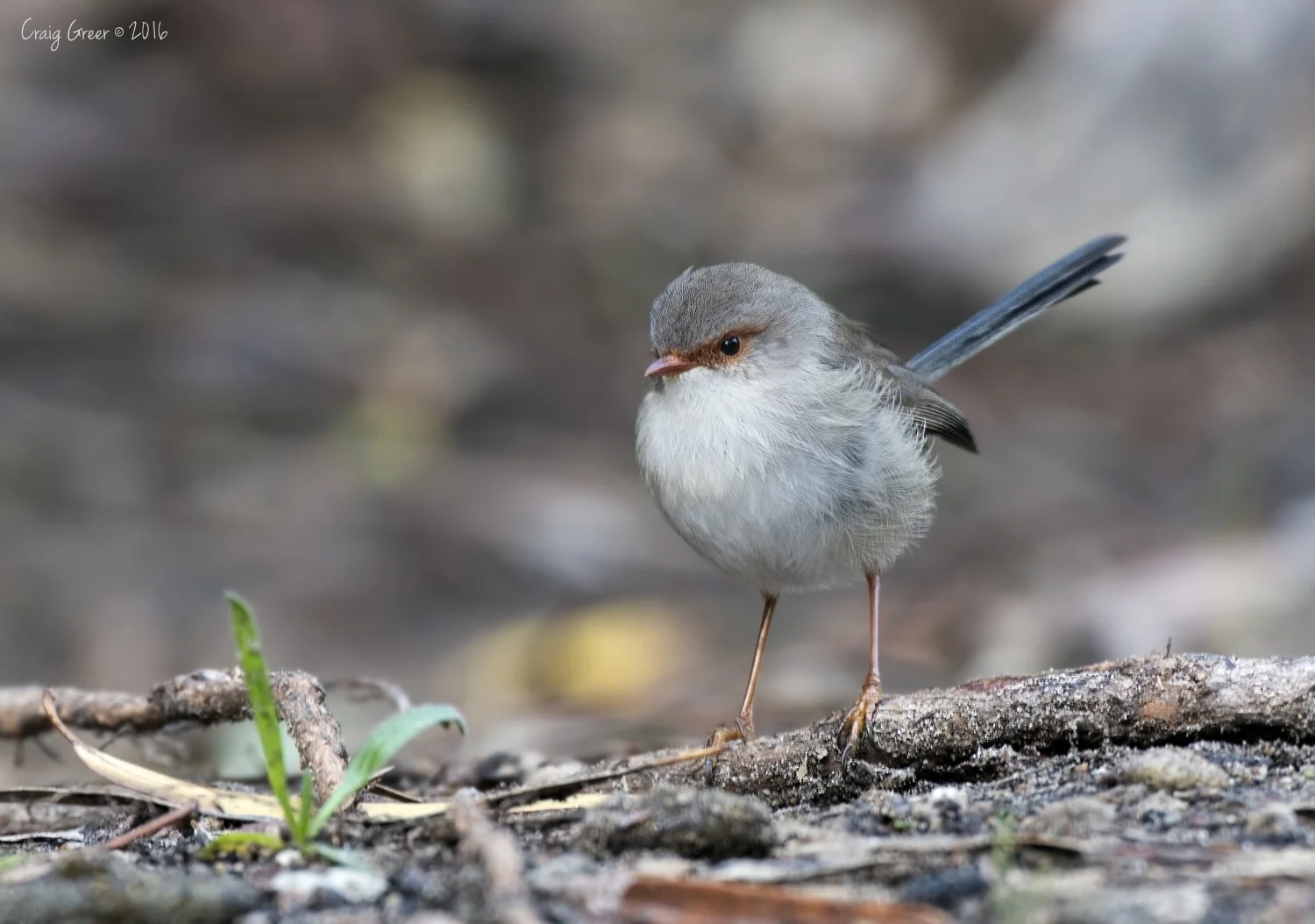 Superb Fairy-wren | Morialta CP
