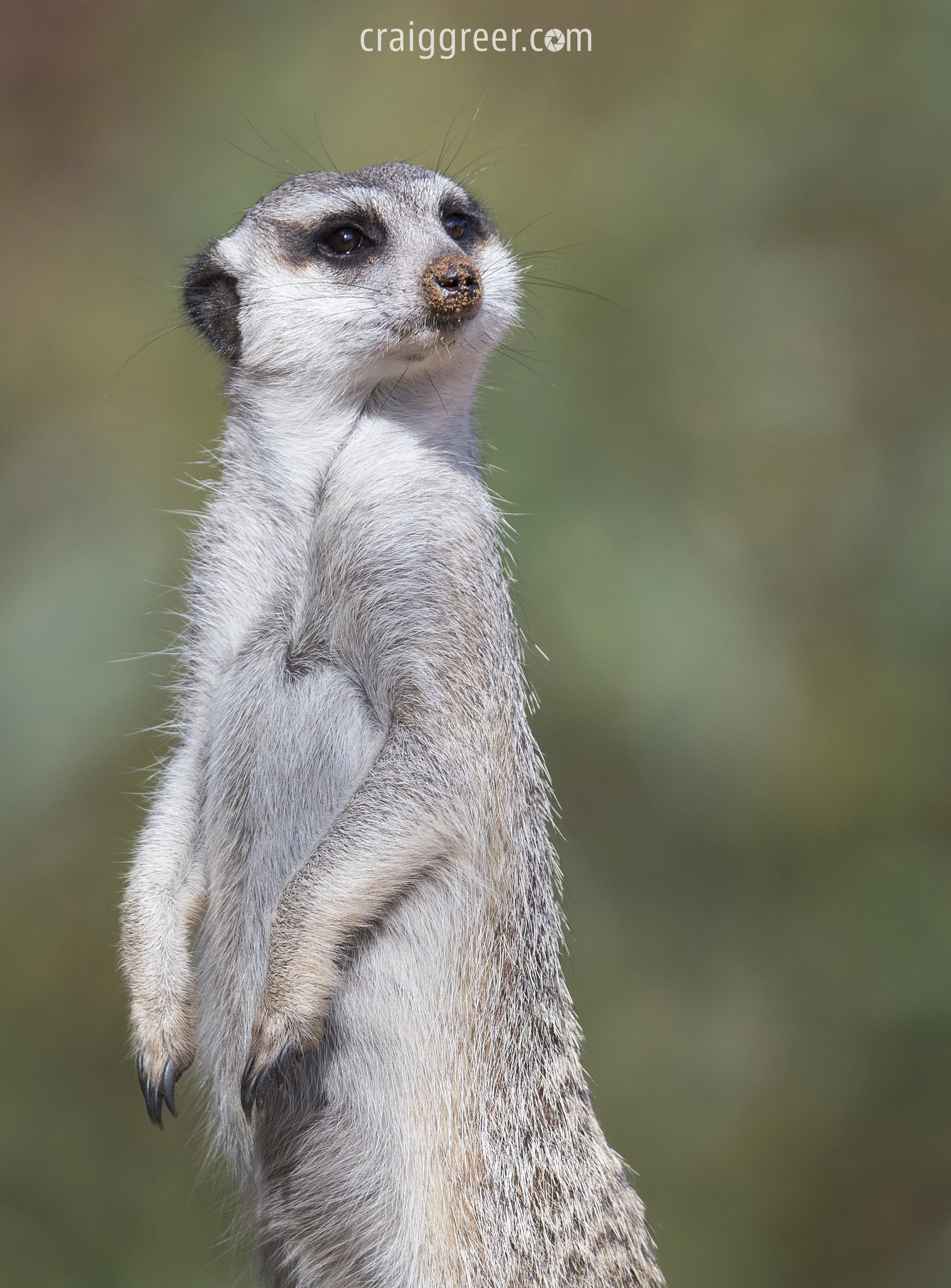 Meerkat | Monarto Zoo