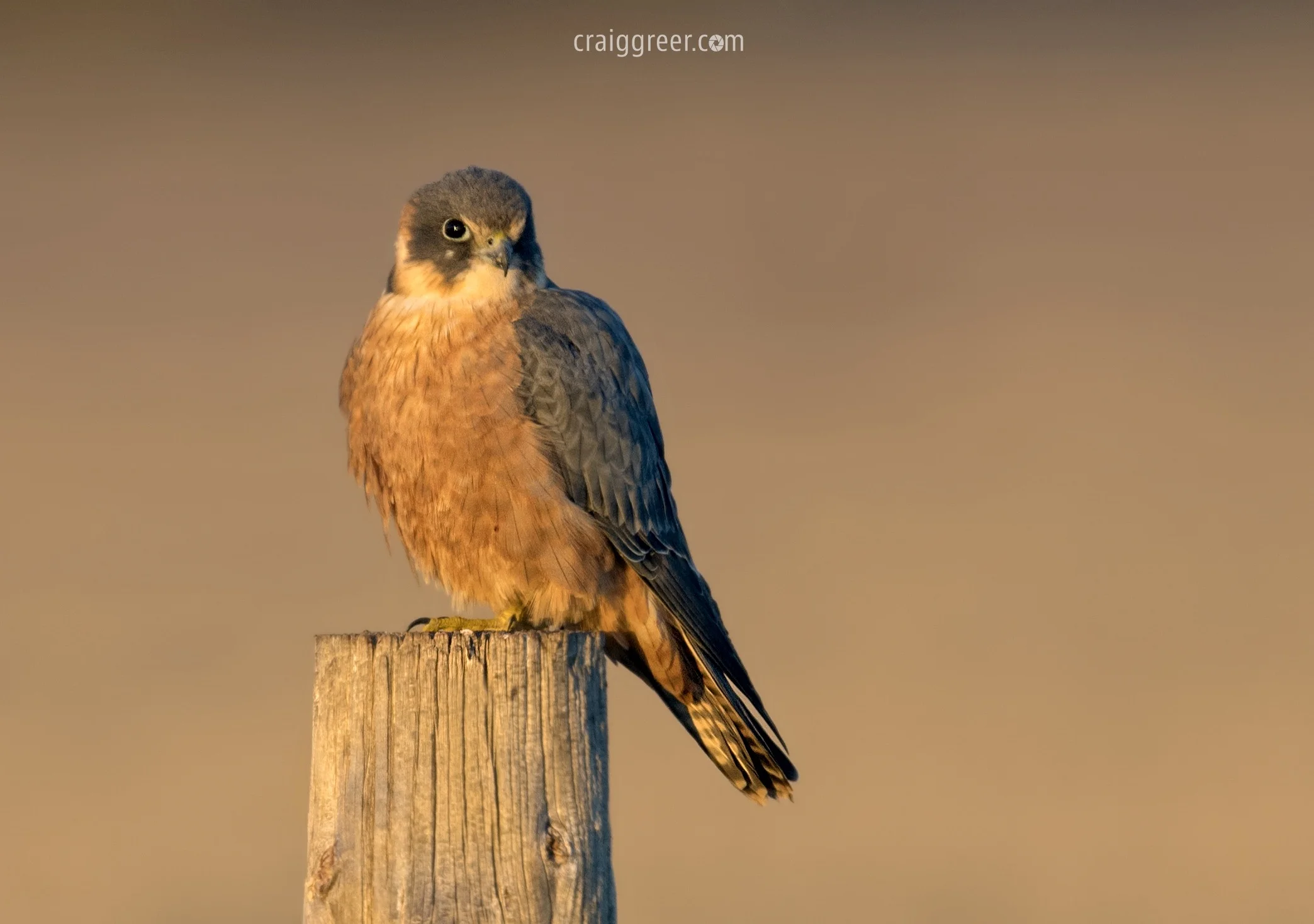 Australian Hobby | Orroroo