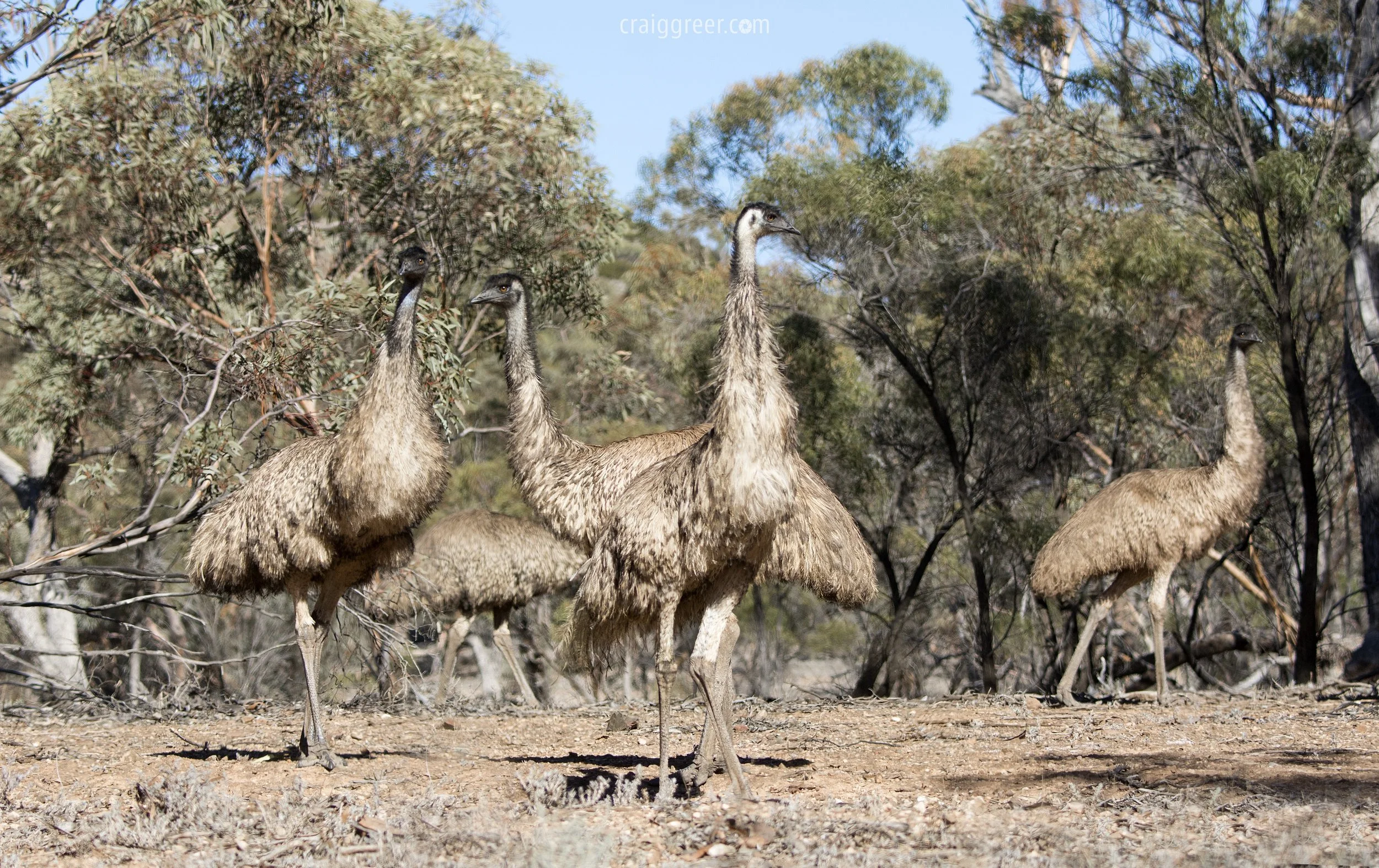 Emus-Arkaroola-Rd-Flinders-Ranges-20-06-17.jpg