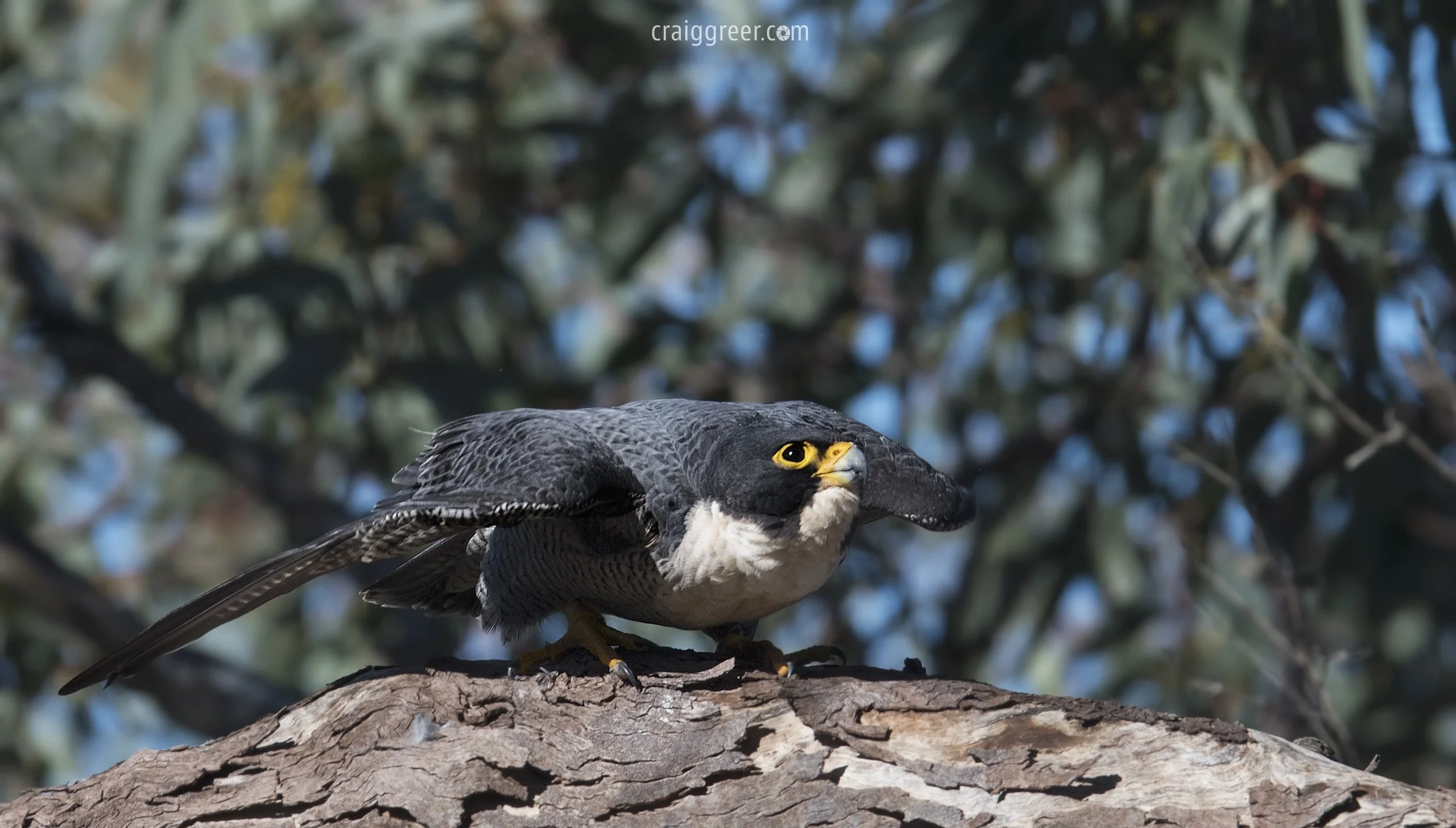 Peregrine-Falcon-launch-Tanunda-01-08-17.jpg