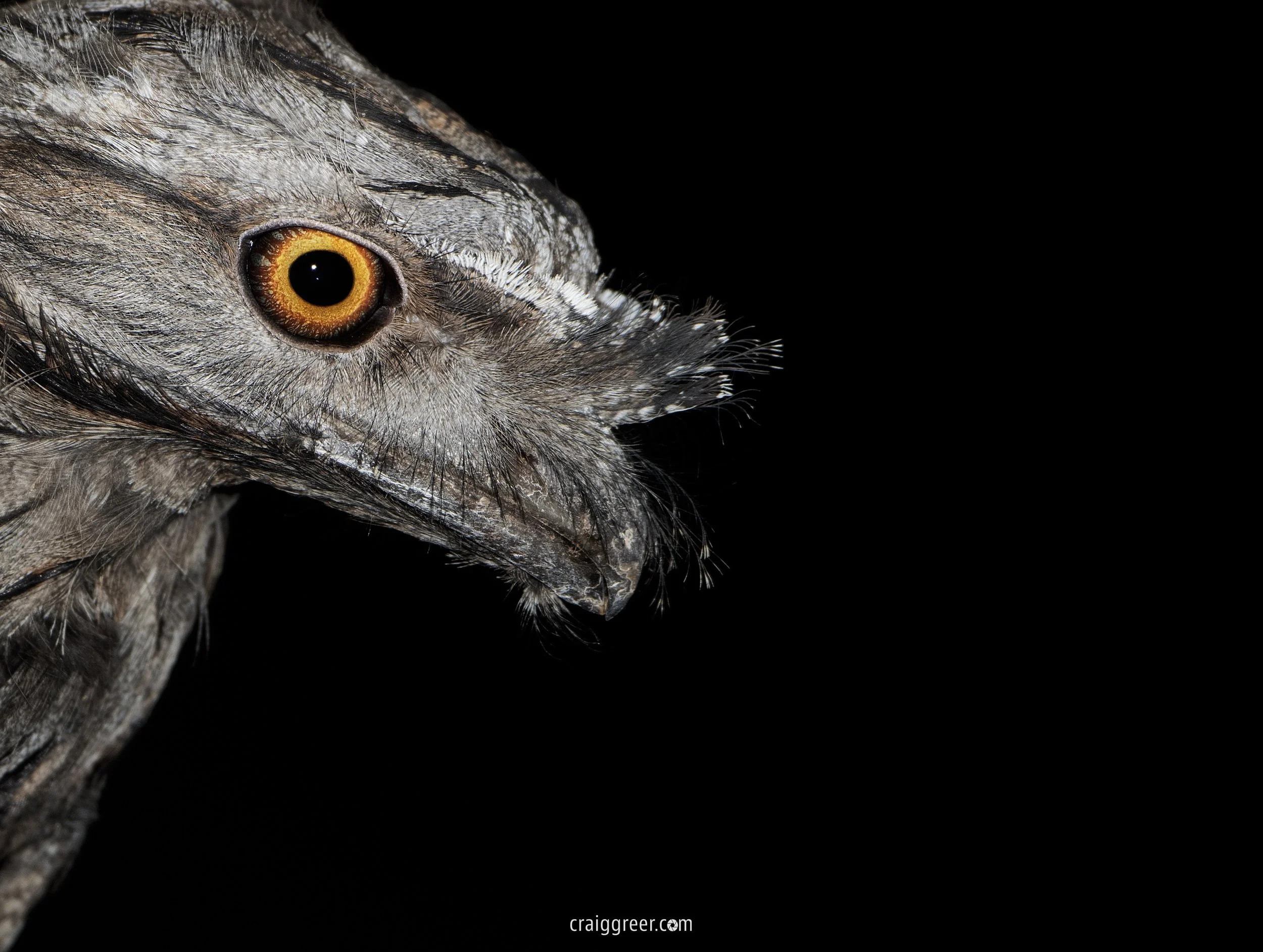 Tawny Frogmouth | Freeling
