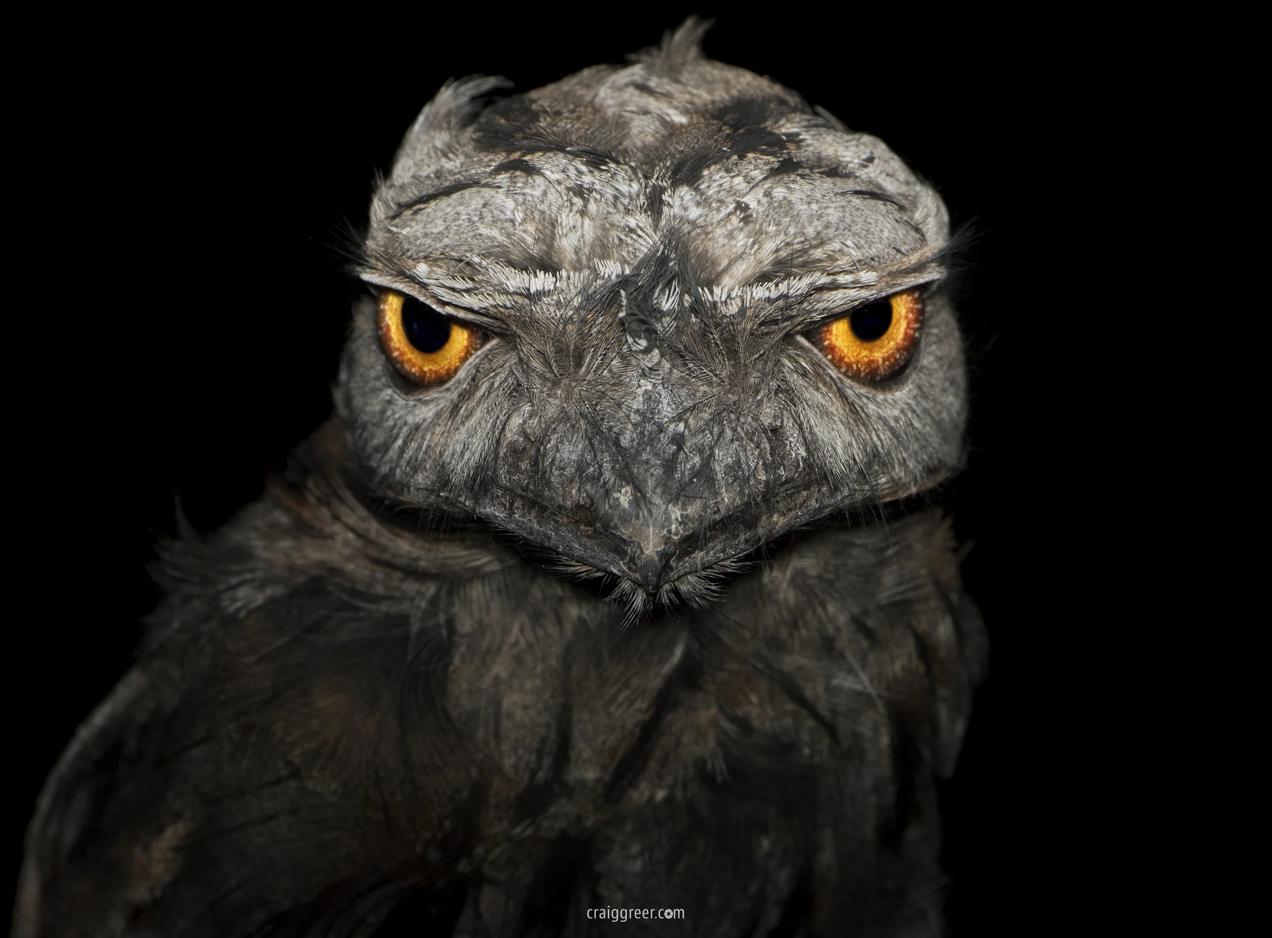 Tawny Frogmouth | Freeeling