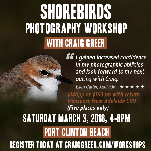 Shorebirds-workshop-March-3-500px.png