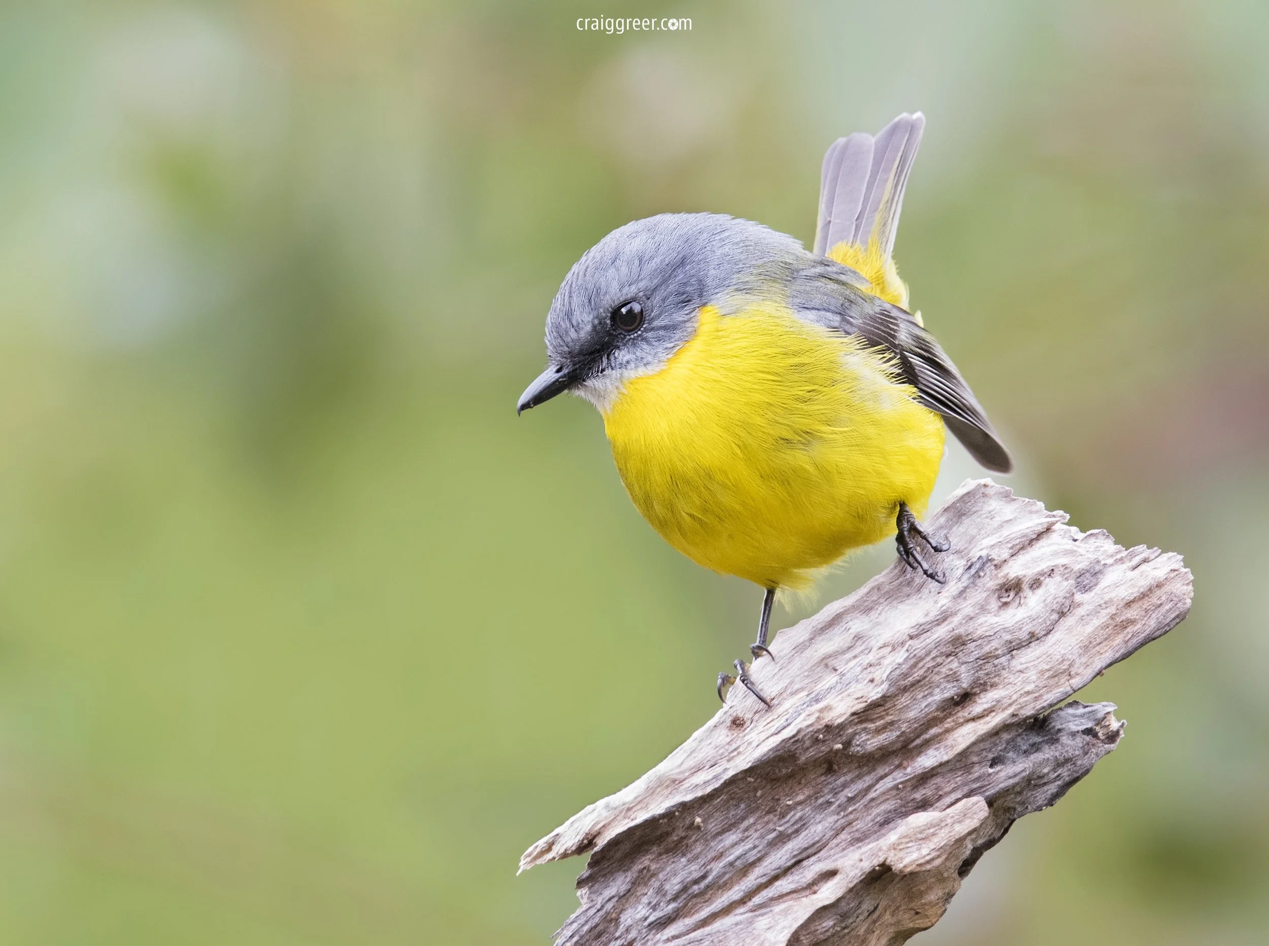 Eastern Yellow Robin | Lower Glenelg NP