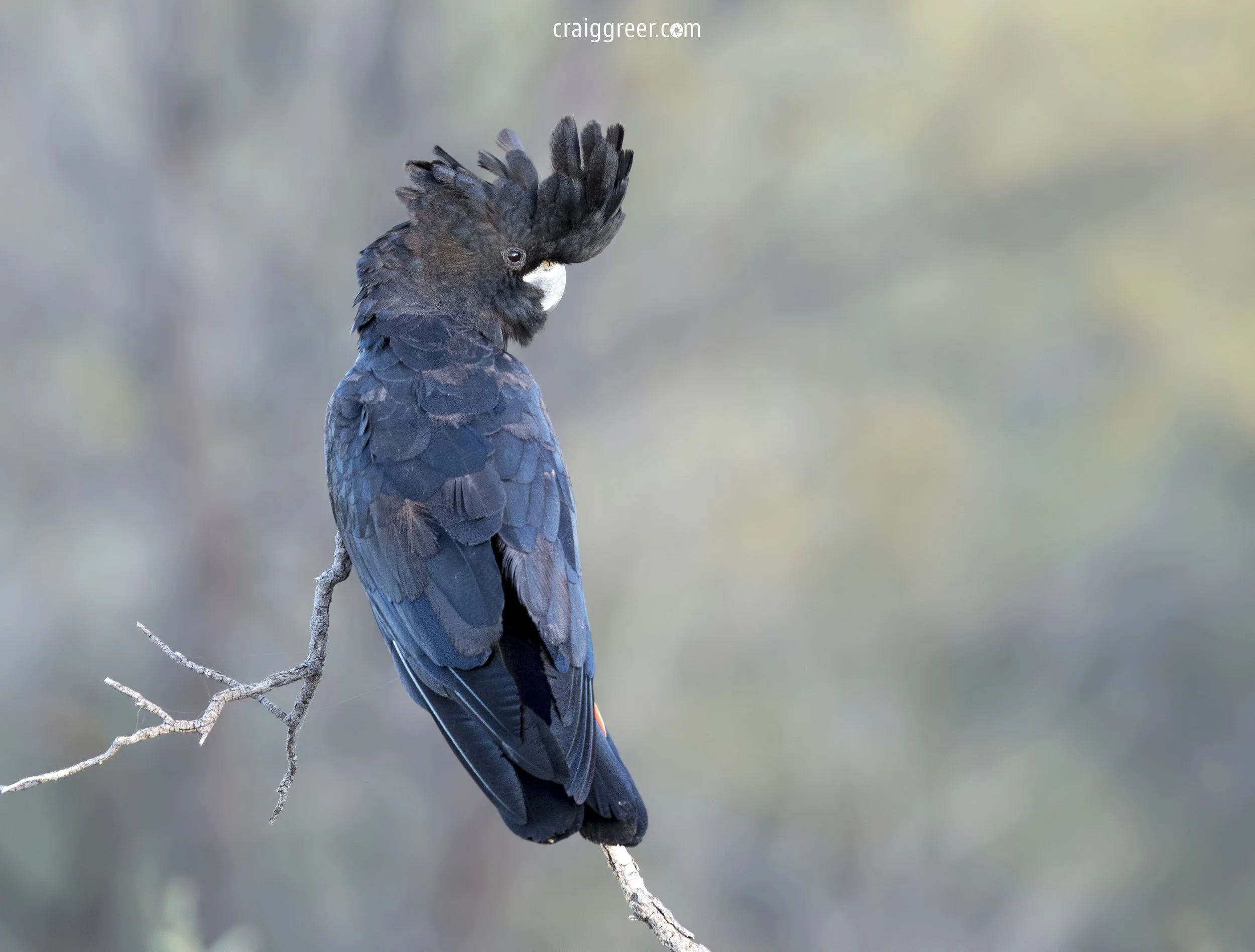 Red-tailed Black Cockatoo | Simpson's Gap
