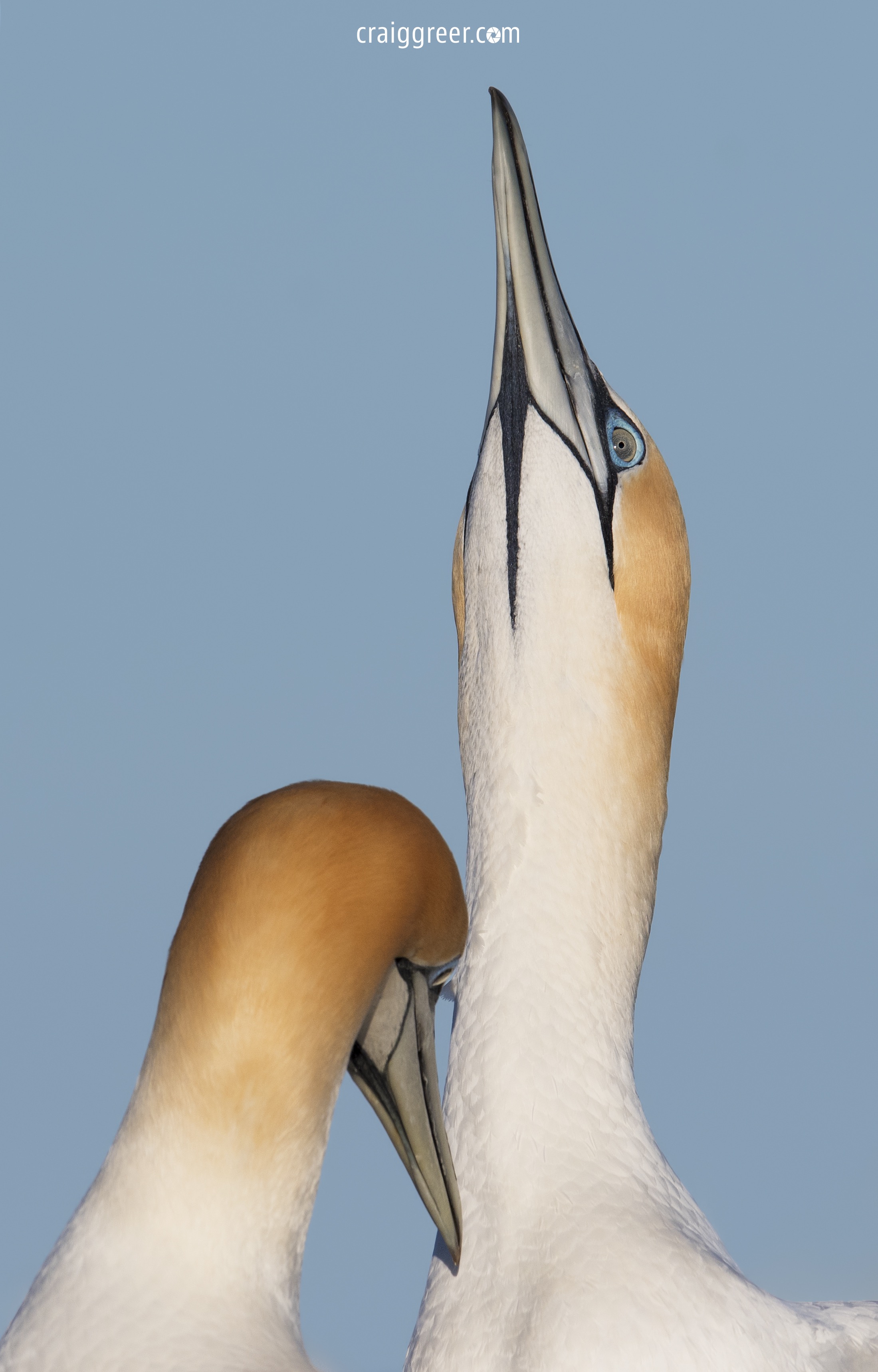 Australasian-Gannets-scratch-Portland-01-10-18.jpg