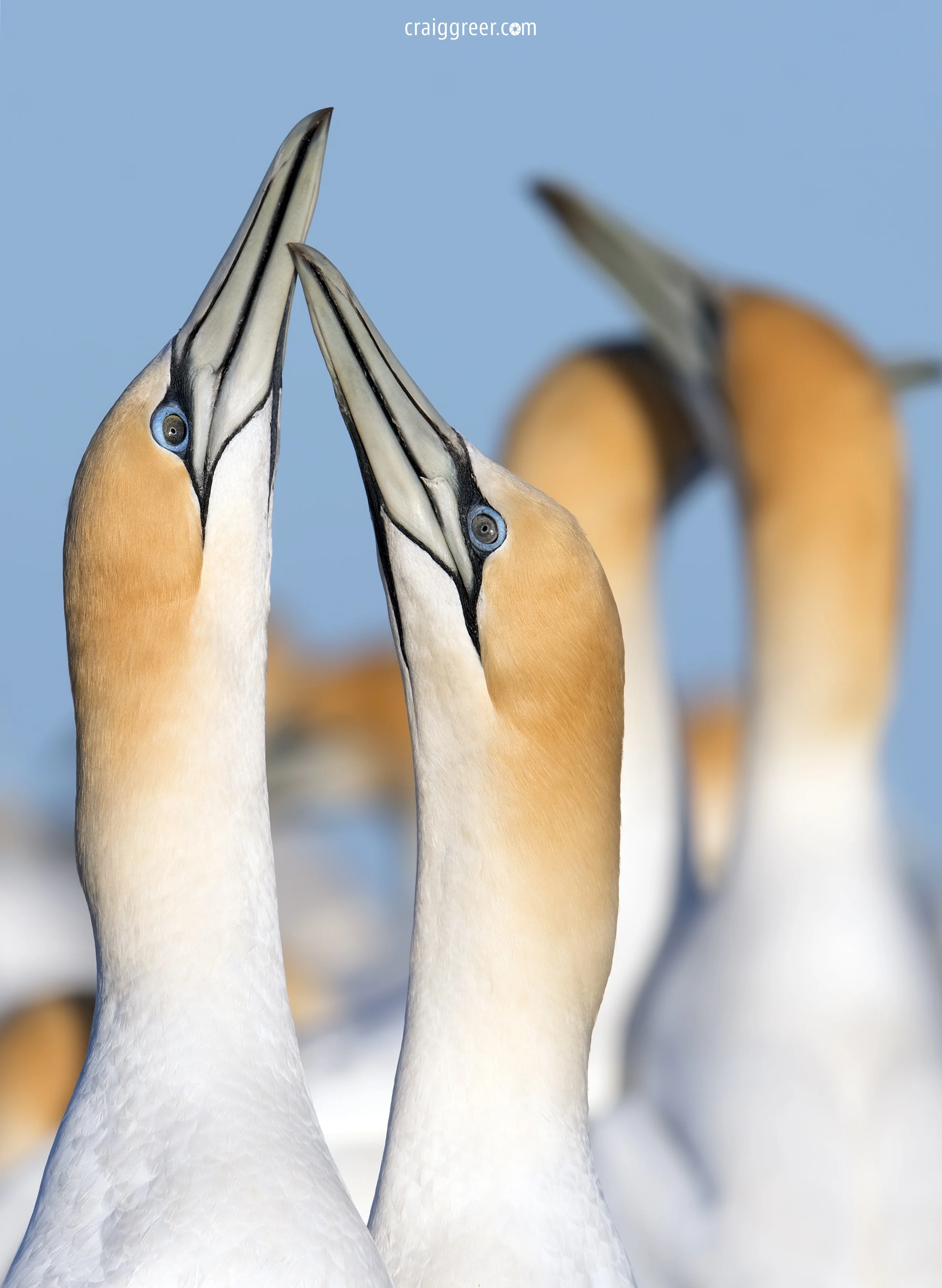 Australasian-Gannets-courting-Point-Danger-01-10-18.jpg