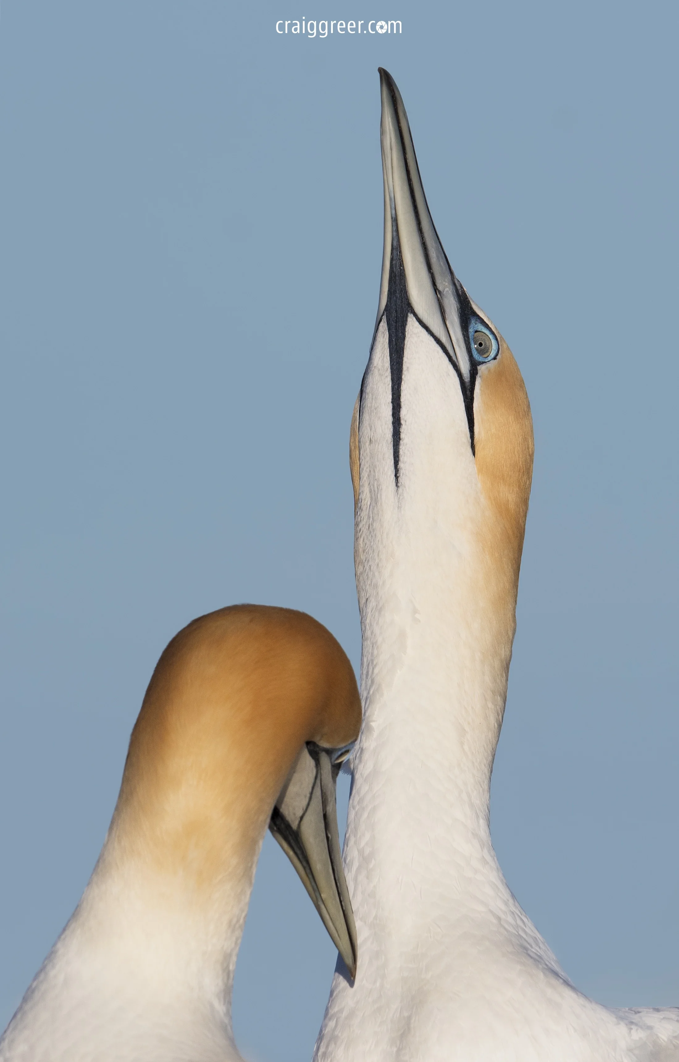 Australasian-Gannets-scratch-Portland-01-10-18.jpg