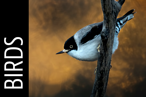 birds-gallery-icon.png