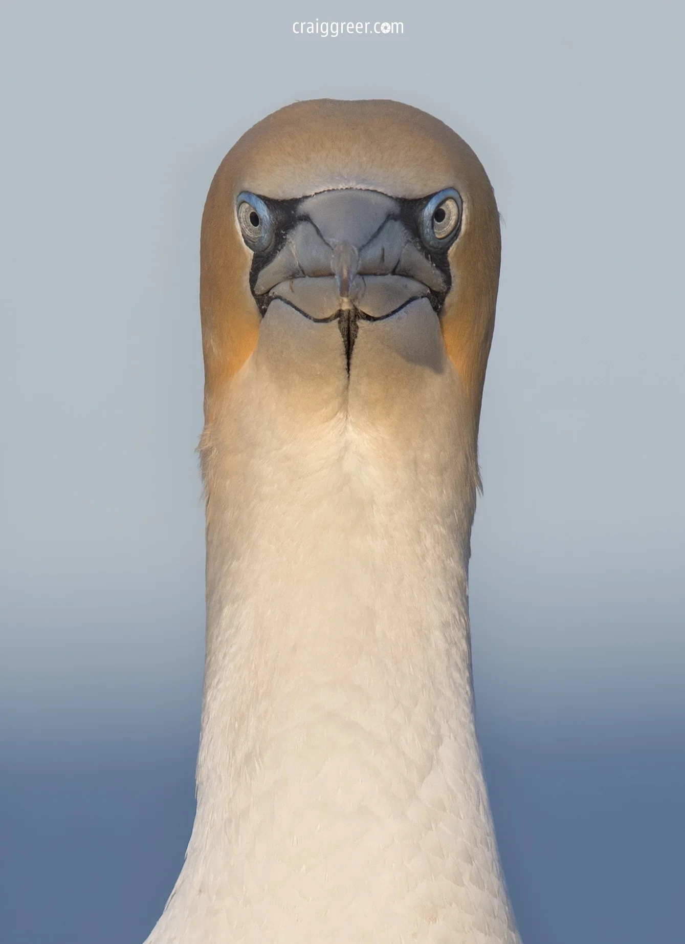 Australasian-Gannet-Point-Danger-stare-01-10-18.jpg