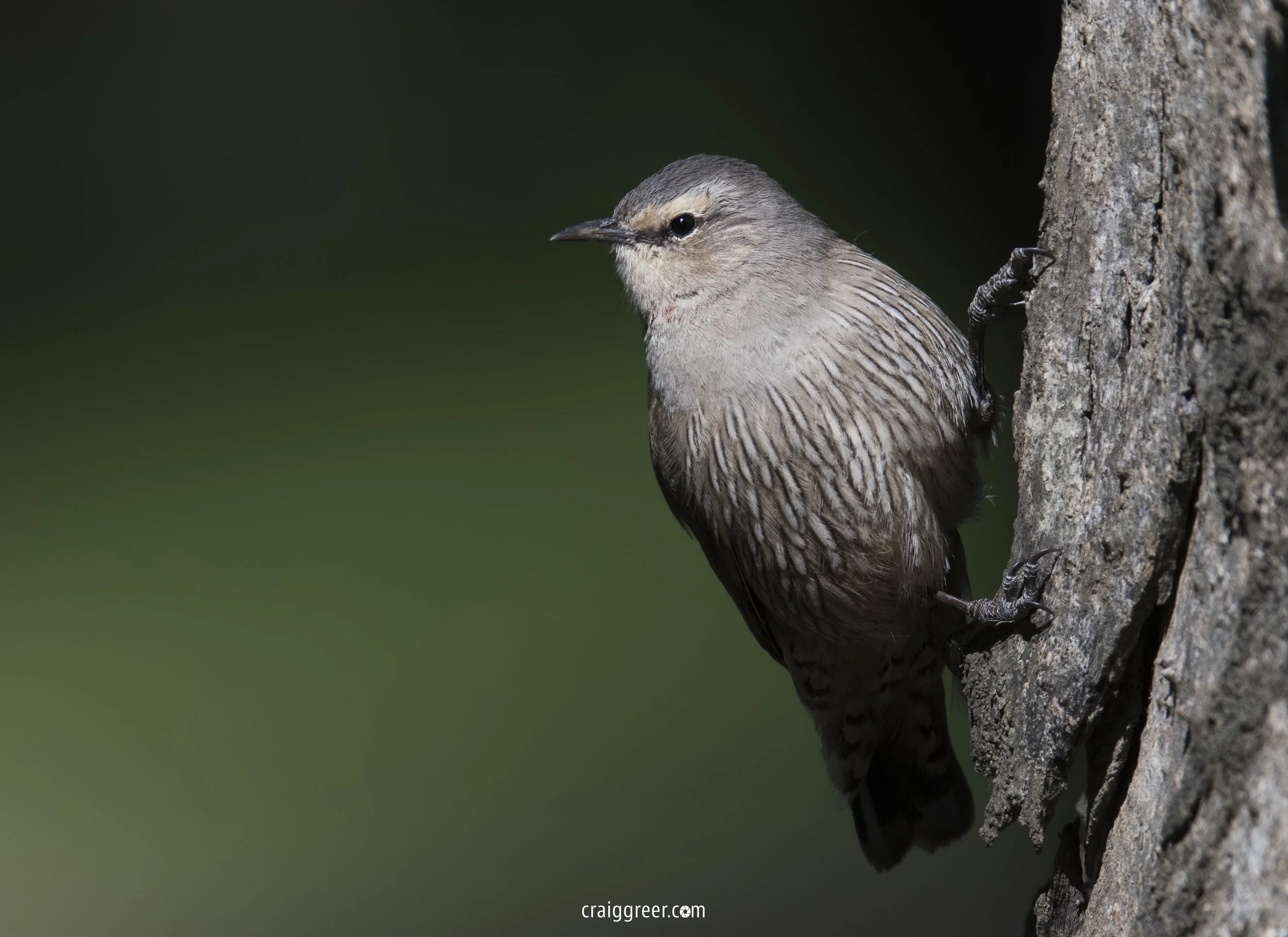 Brown-Treecreeper-Wonga-Wetlands-29-09-18.jpg