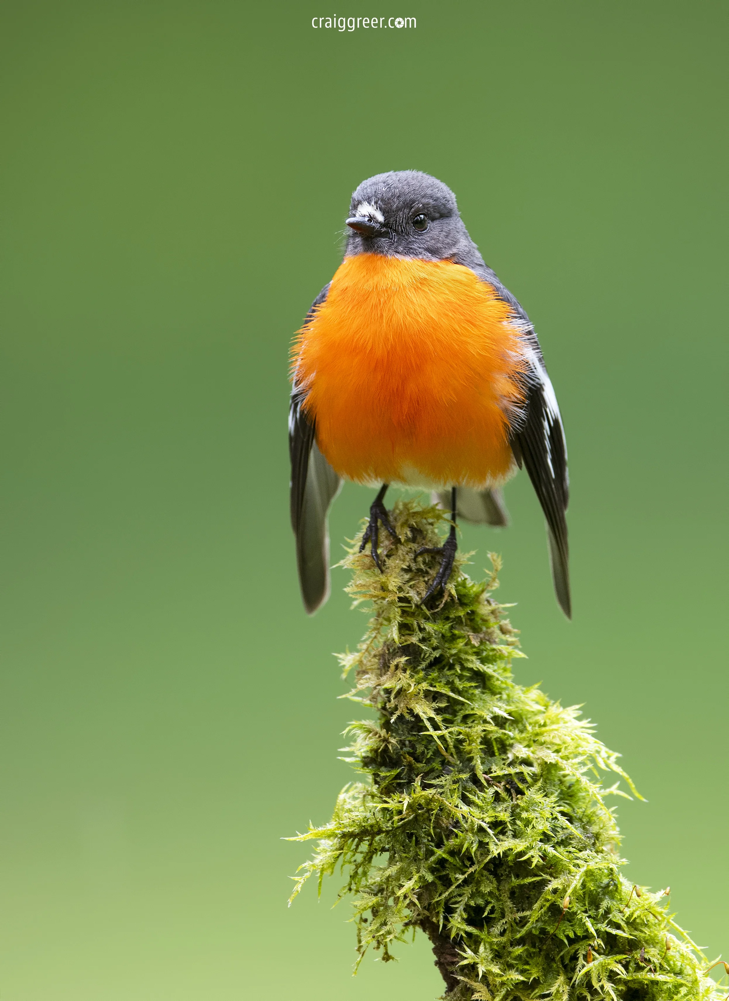 Flame-Robin-Beachamp-Falls-Otwa-Ranges-08-11-18.jpg