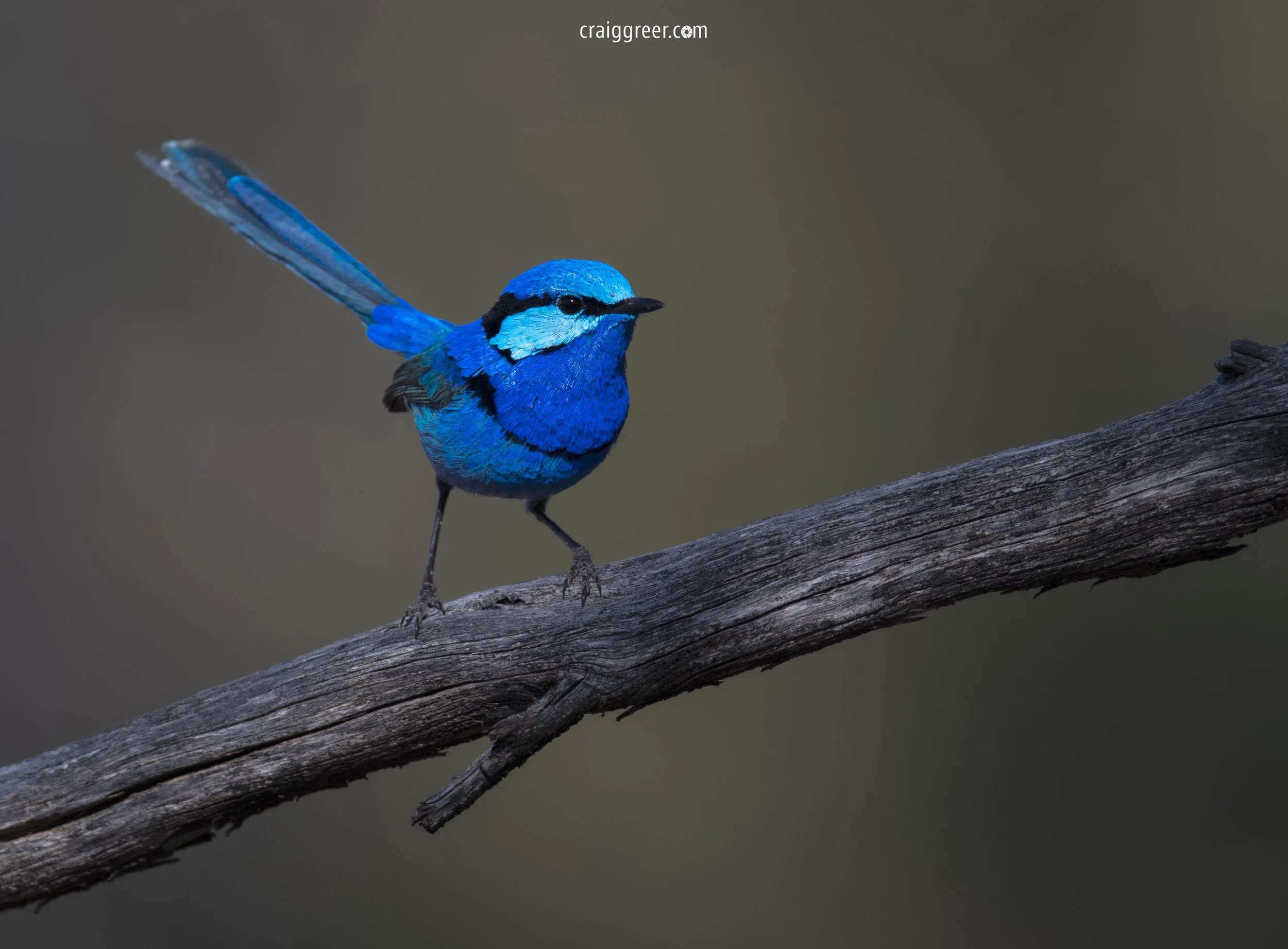 Splendid-Fairy-wren-Gluepot-Sitella-Camp-26-10-18.jpg