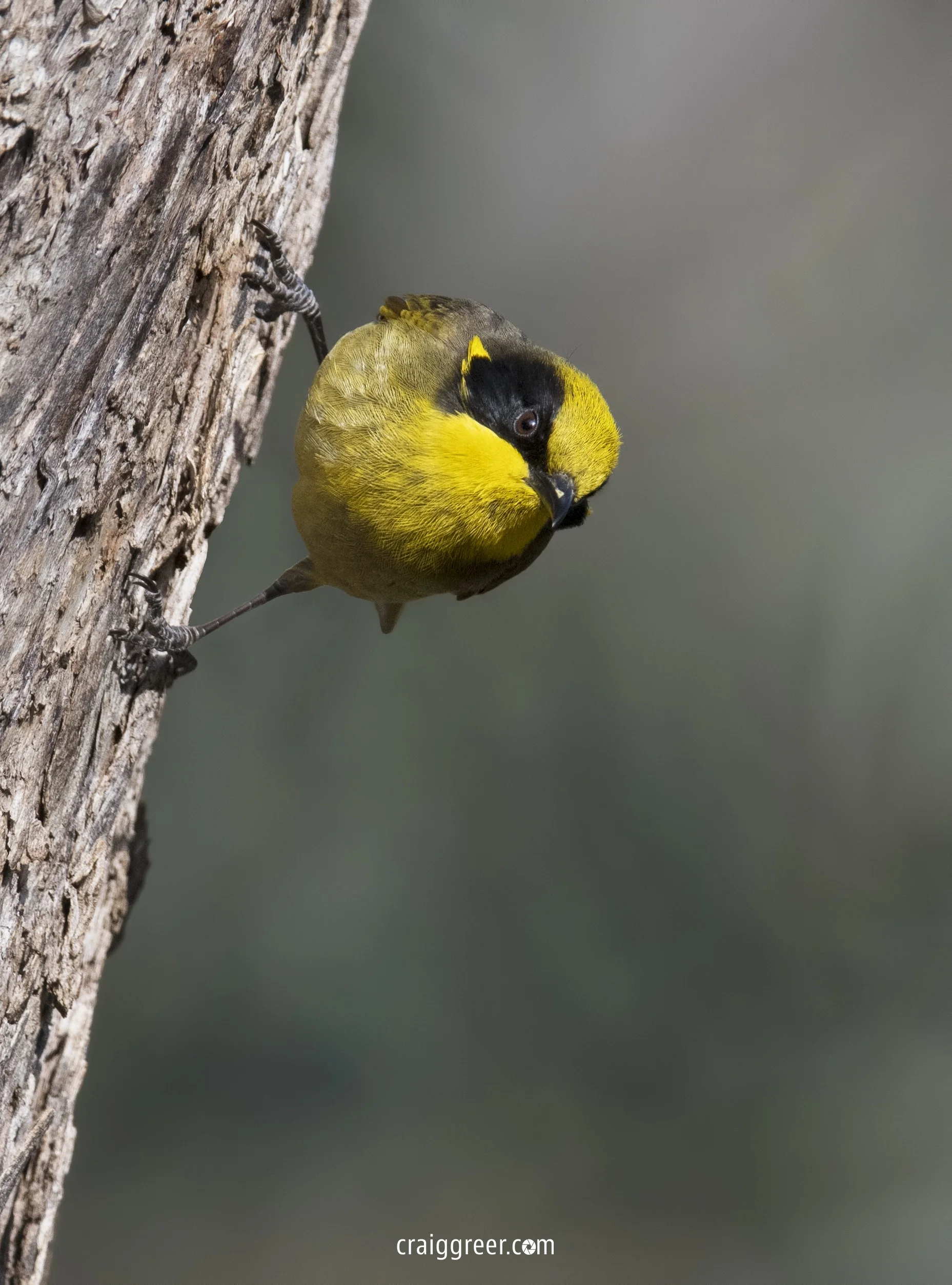 Yellow-tufted-Honeyeater-Chiltern-24-09-18.jpg