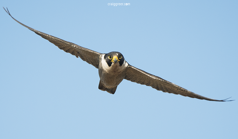 Speed, agility and power — Peregrine Falcons are the Ferrari of the skies —  CRAIG GREER PHOTOGRAPHY
