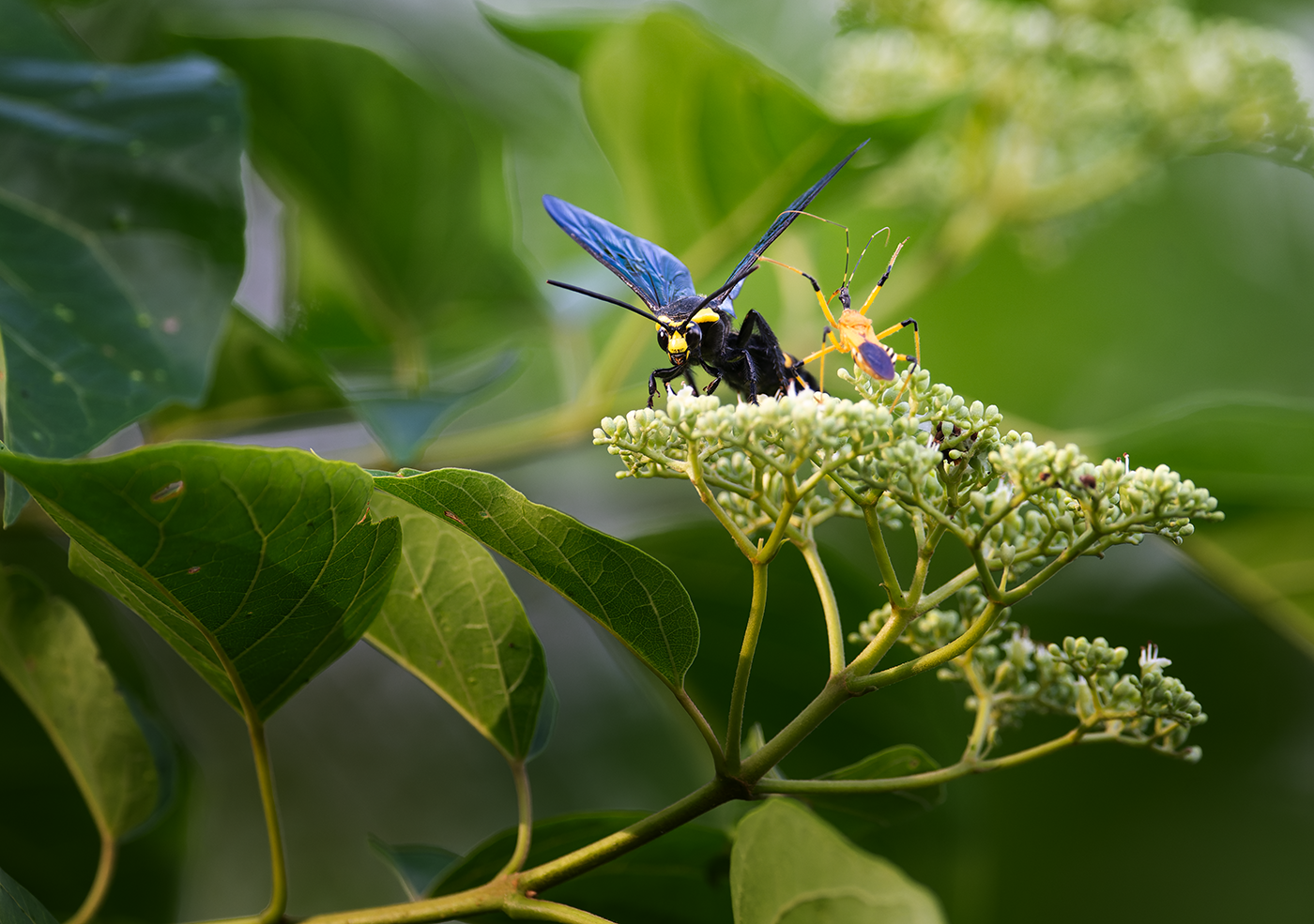 Assassin-bug-v-Wasp-Sepilok-08-07-23.png