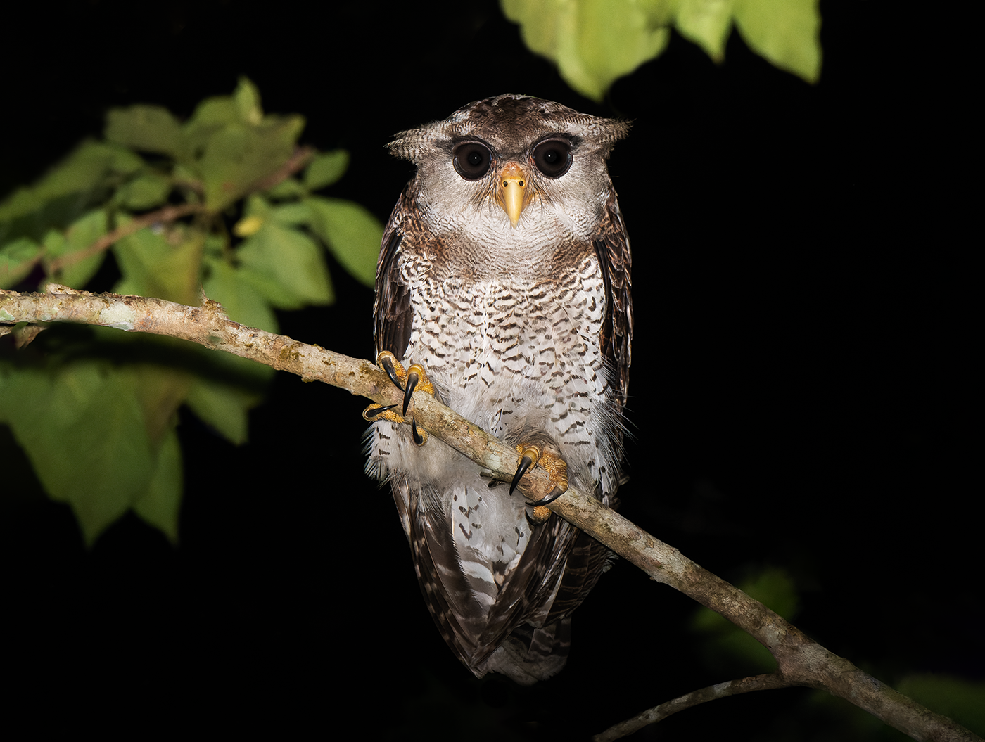Barred-Eagle-owl-Sepilok-10-07-23.png