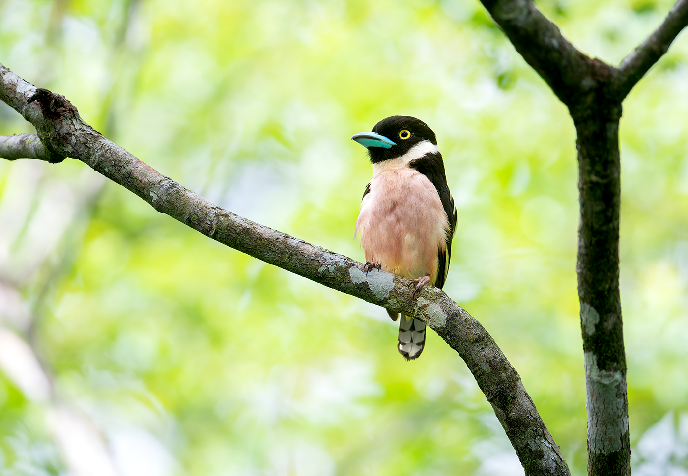 Black-and-Yellow-Broadbill-Sepilok-13-07-23.png