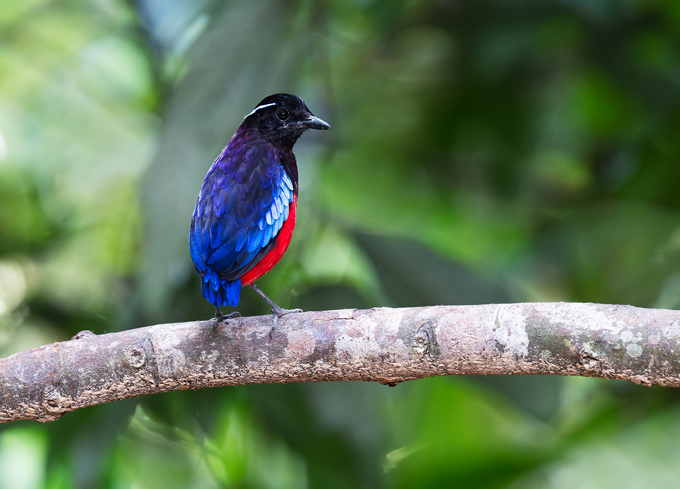 Black-crowned-Pitta-Sepilok-14-07-23.png