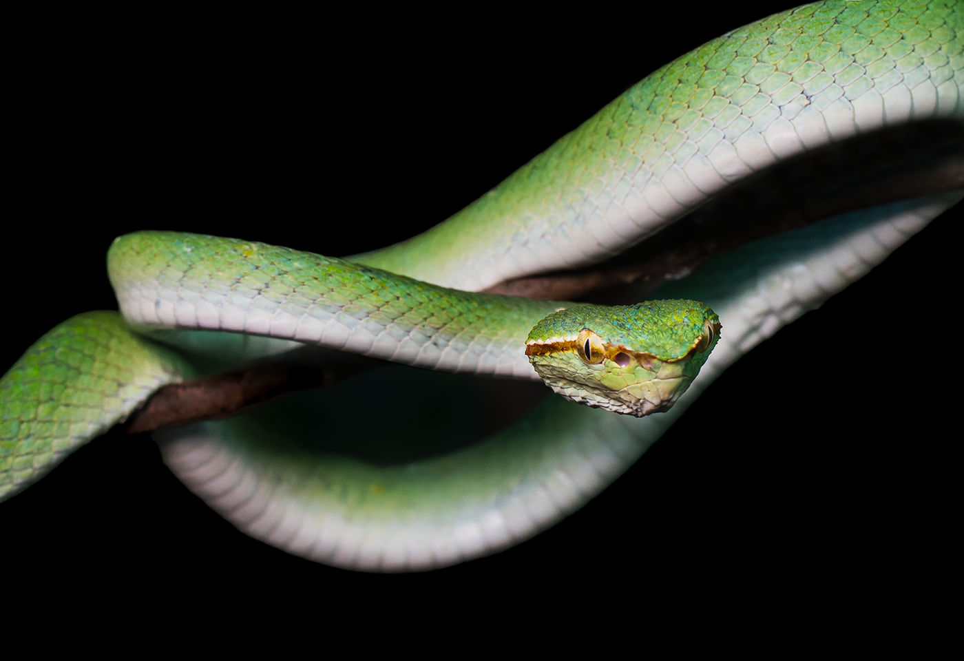 Bornean-Keeled-Pit-viper-Sepilok-10-07-23.png