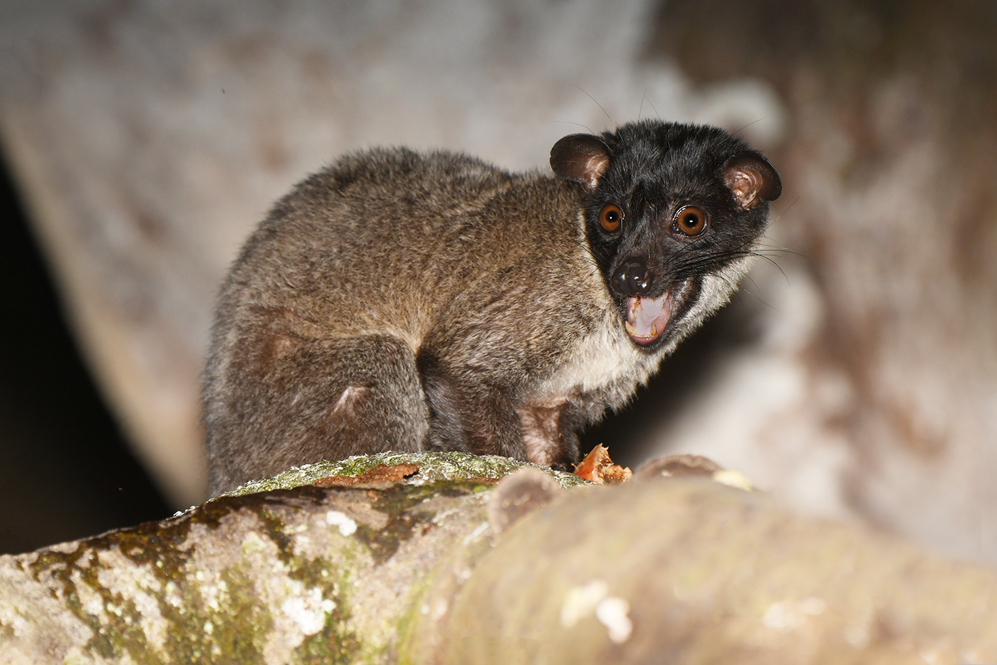 Civet-Gan-ainm-Kinabatangan-River.png