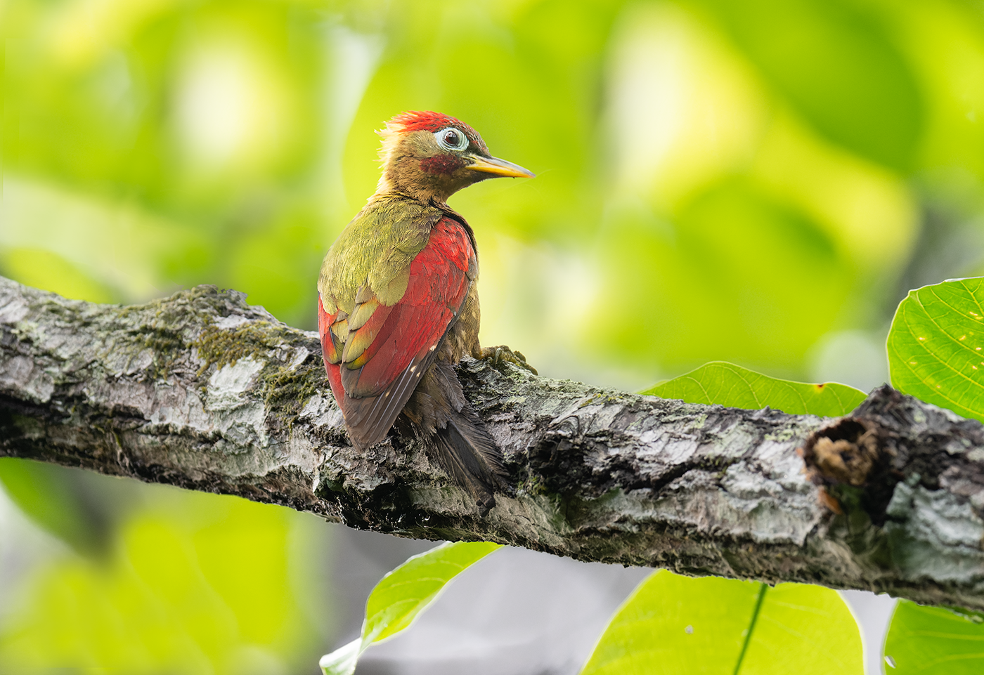 Crimson-winged-Woodpecker-Sepilok-RDC-12-07-23.png