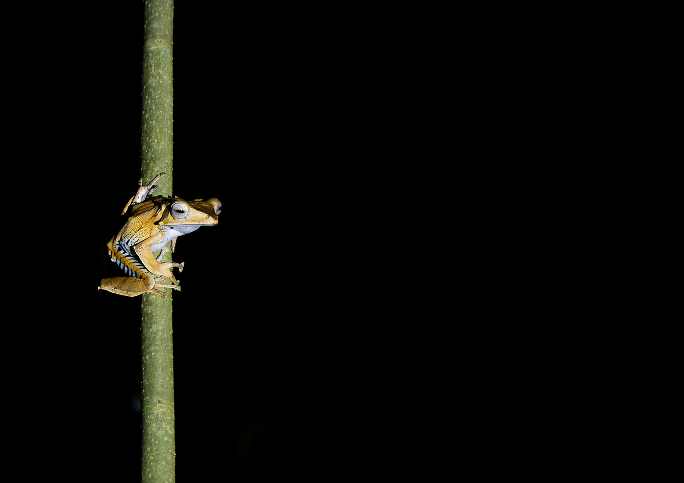 File-eared-Tree-Frog-Deramakot-17-07-23.png