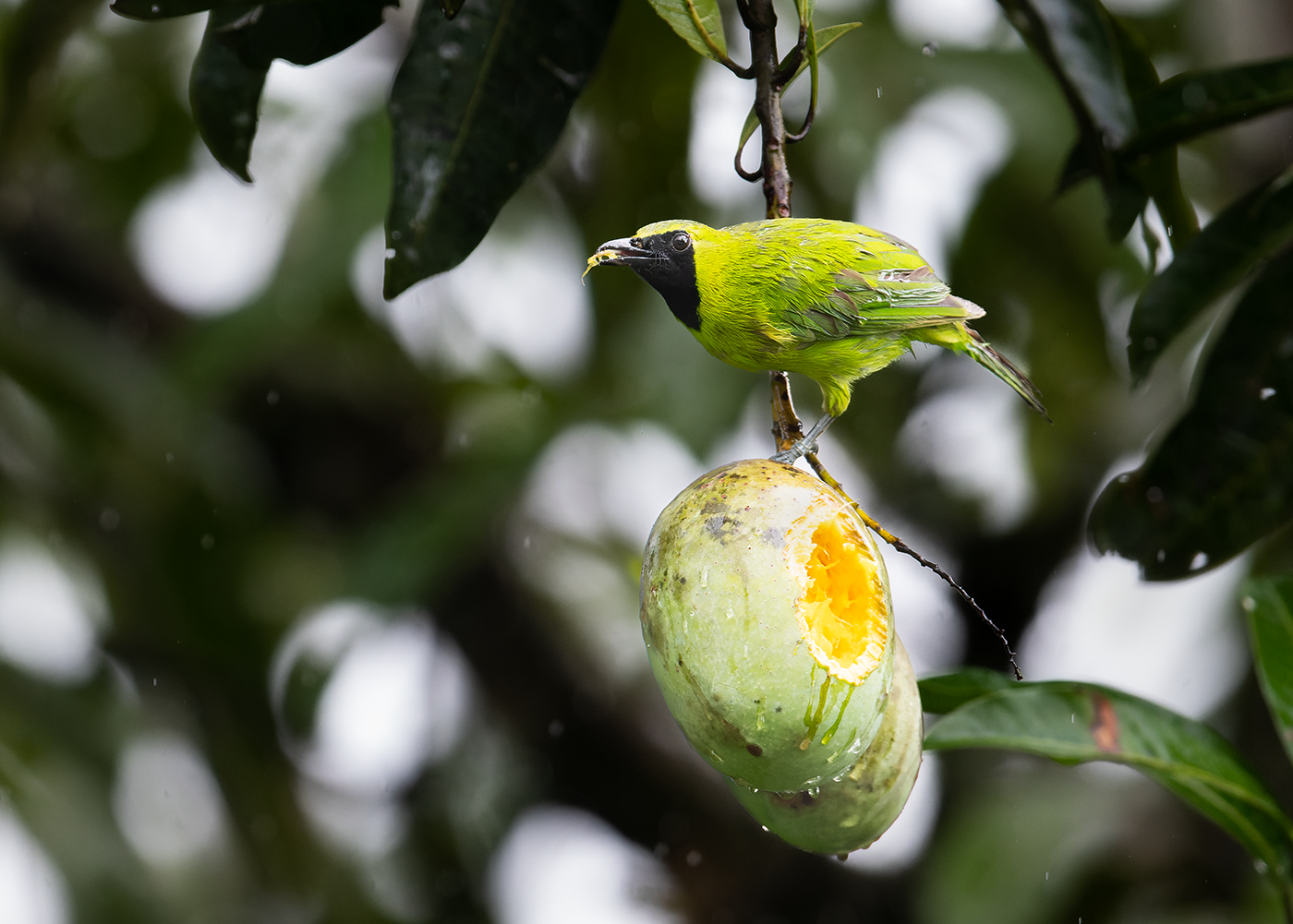 Greater-Green-Leafbird-Sepilok-12-07-23.png