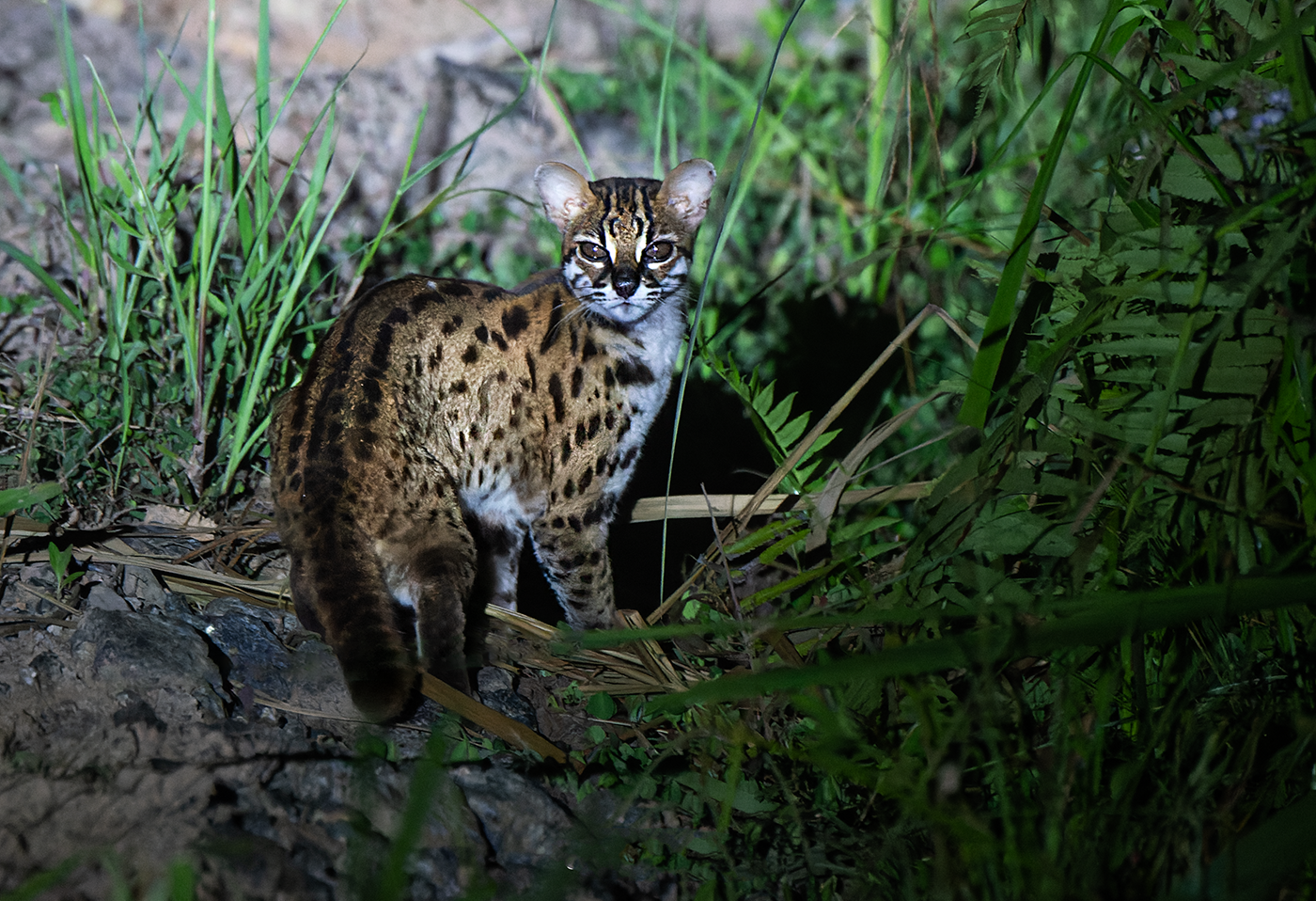 Leopard-Cat-Deramakot-19-07-23.png