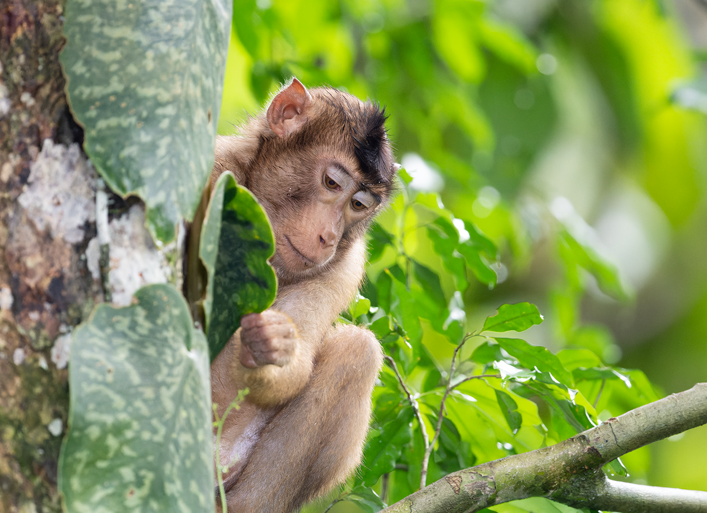 Long-tailed-Macaque-Sepilok-RDC-09-07-23.png