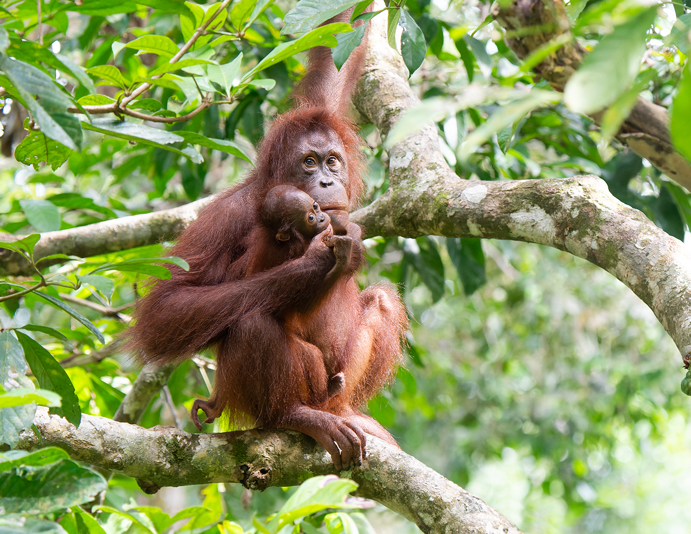 Orangutan-baby-Speilok-Recovery-Centre-13-07-23.png