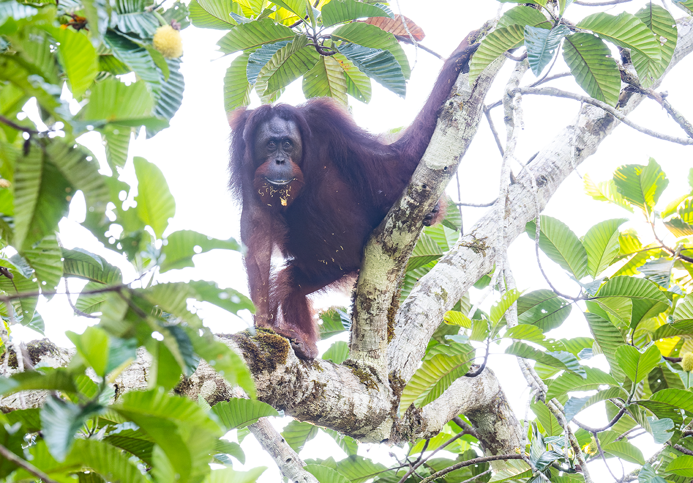 Orangutan-Deramakot-18-07-23.png