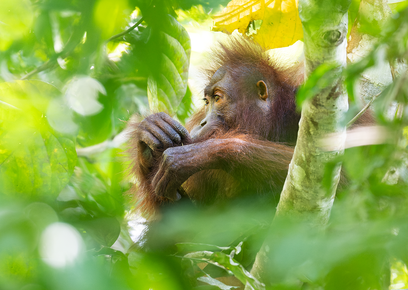 Orangutan-Sepilok-10-07-23.png
