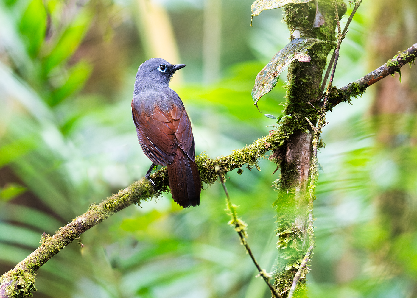 Sunda-Laughing-thrush-Mt-Kinabalu-NP-20-07-23.png