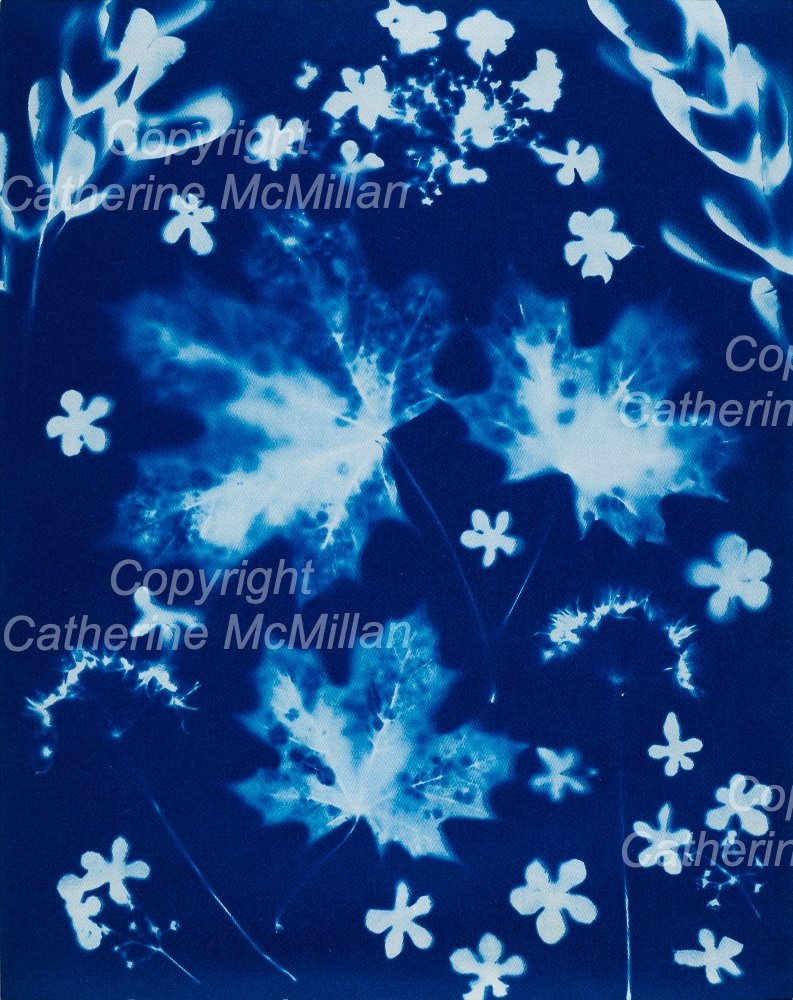 Cyanotype 3