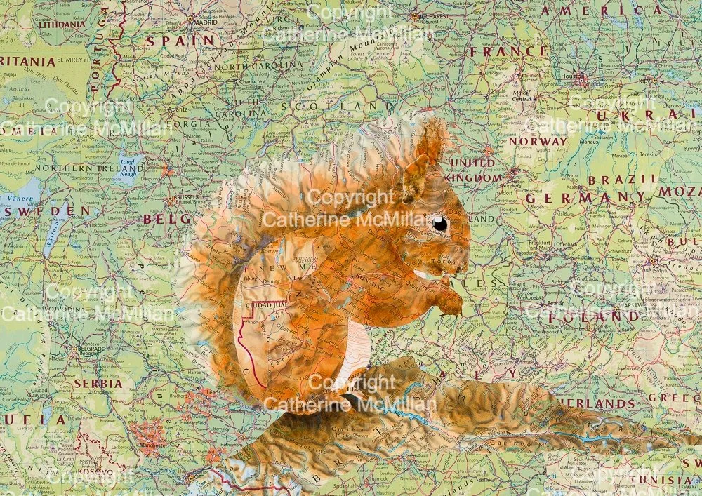 Strathearn Red Squirrel