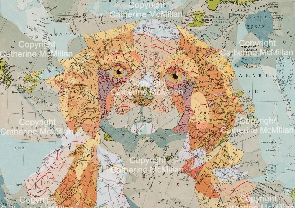 Cavalier King Charles Spaniel