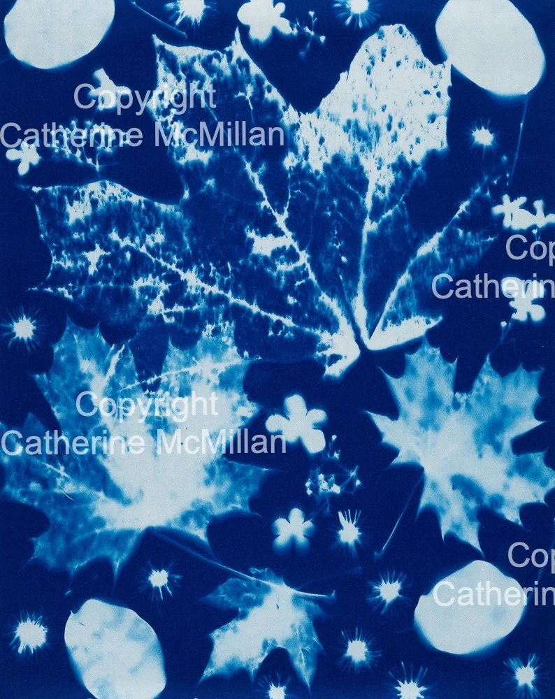 Cyanotype 5