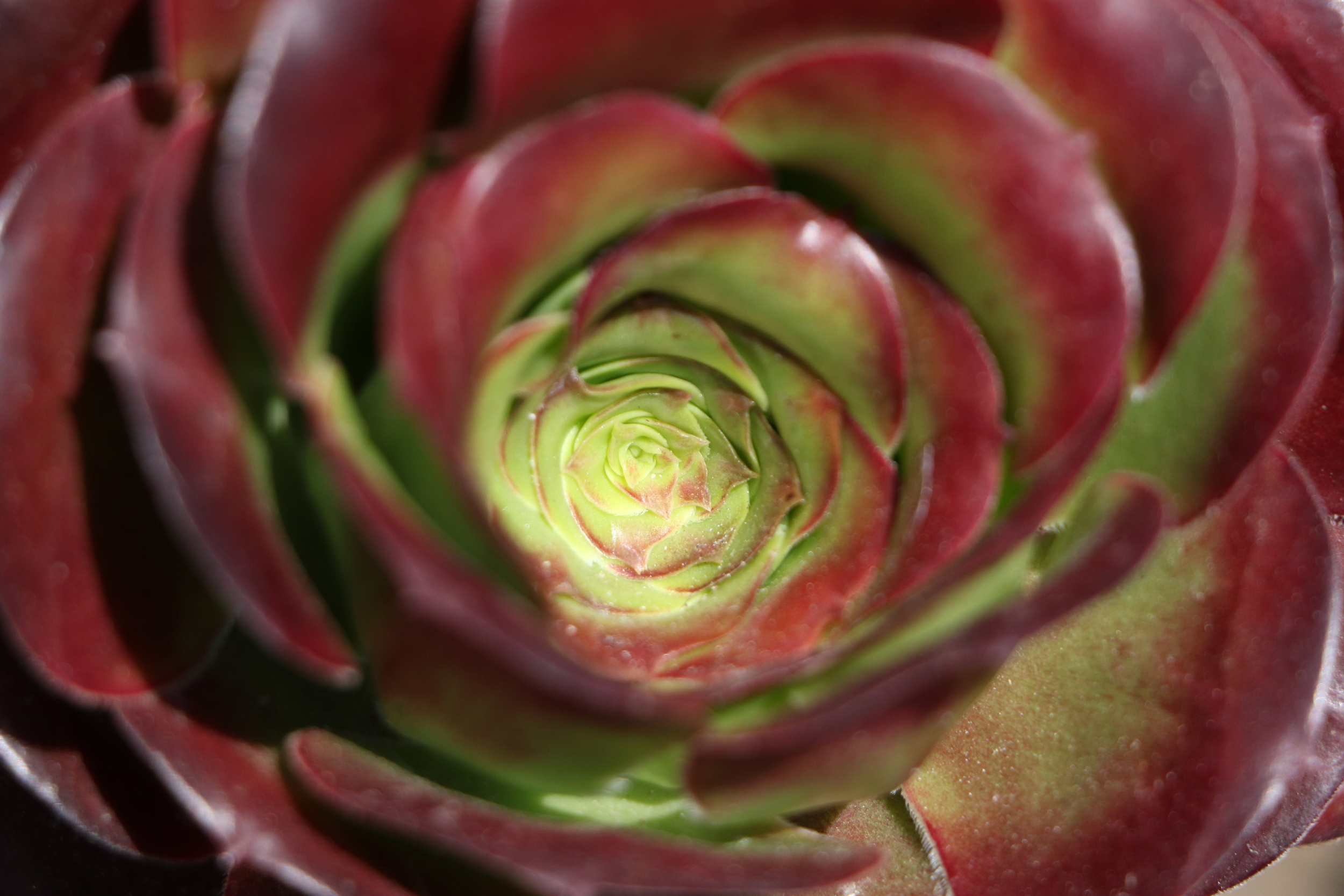 Alt text: a close up of a red and green succulent with thick, plastic-looking leaves that form a nautilus pattern.